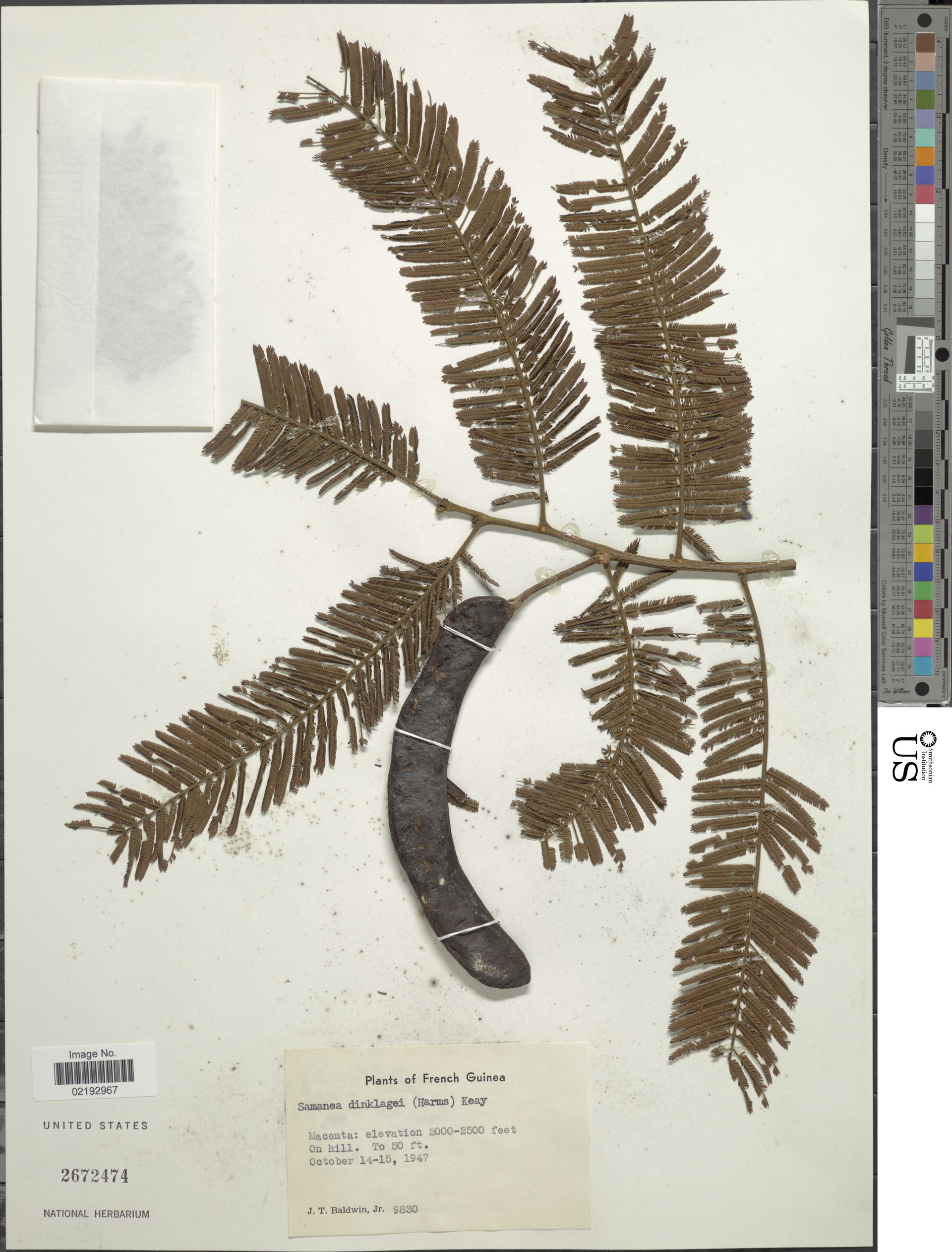 Samanea dinklagei (Harms) Keay
Object Details
Collector
John T.…