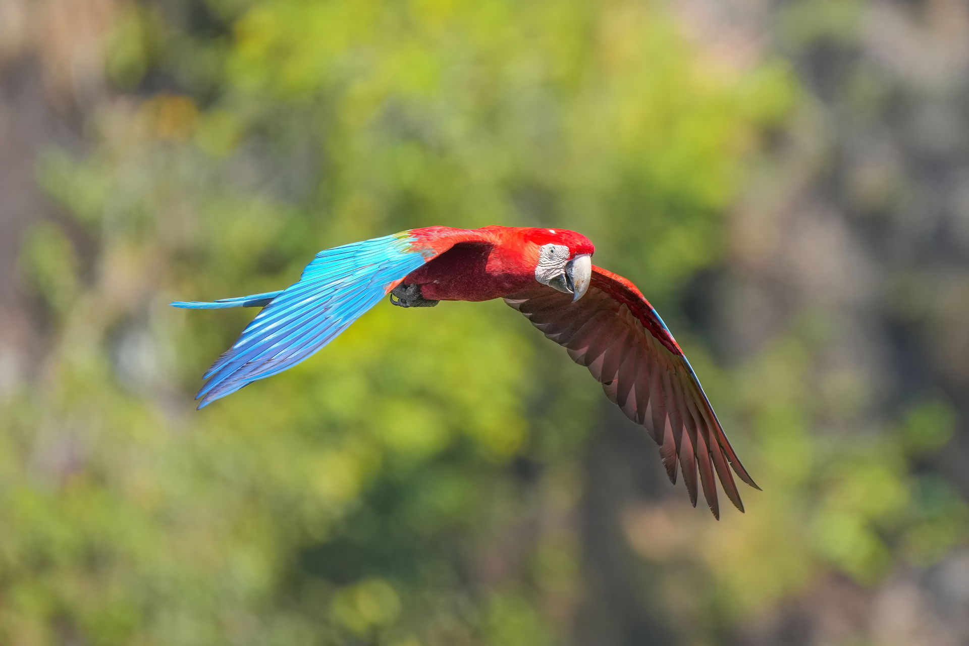 Red-and-green macaw flying in Parque Nacional da Chapada dos Gu…