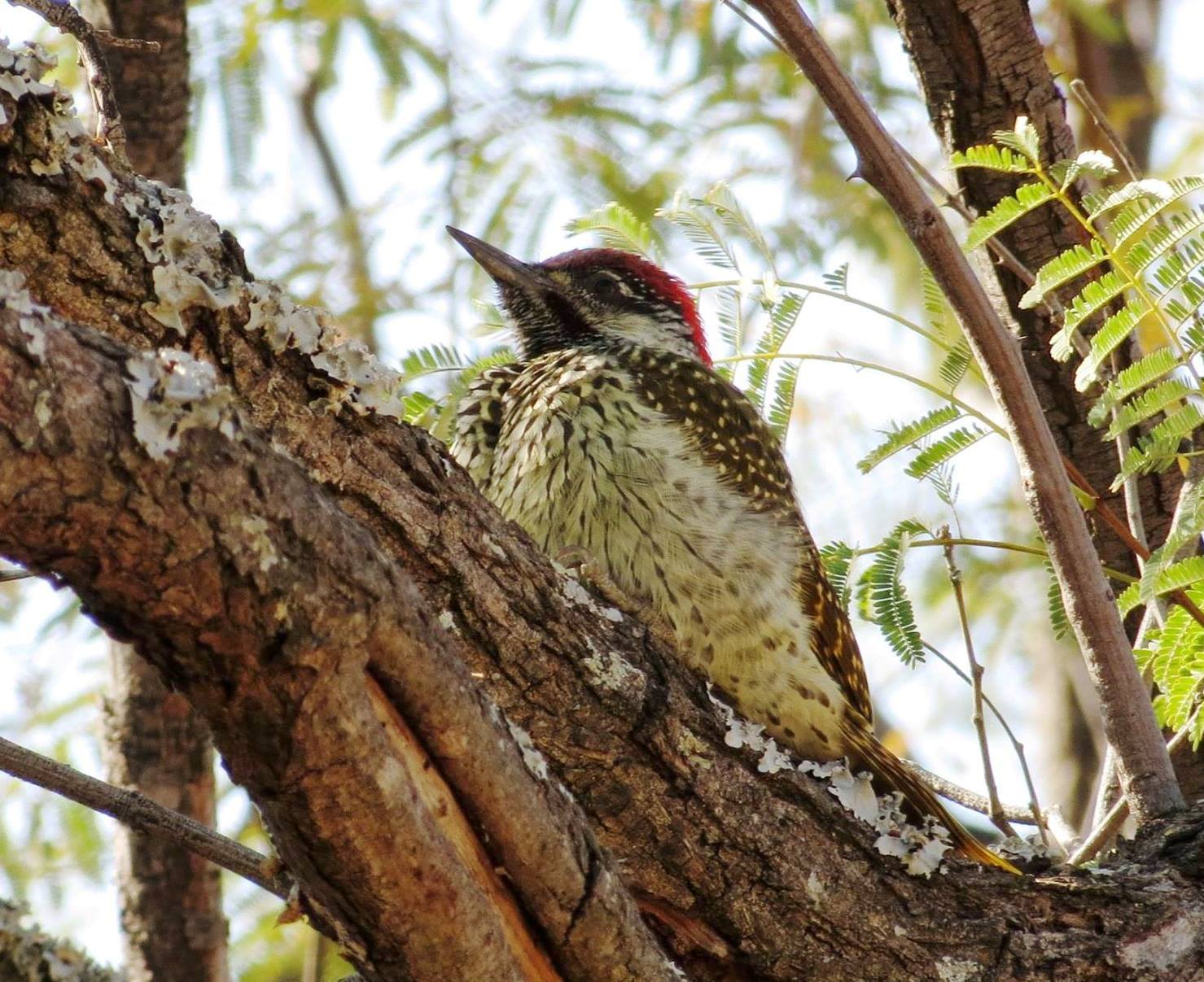 A male Golden-tailed woodpecker photographed at Serendipity, 10…