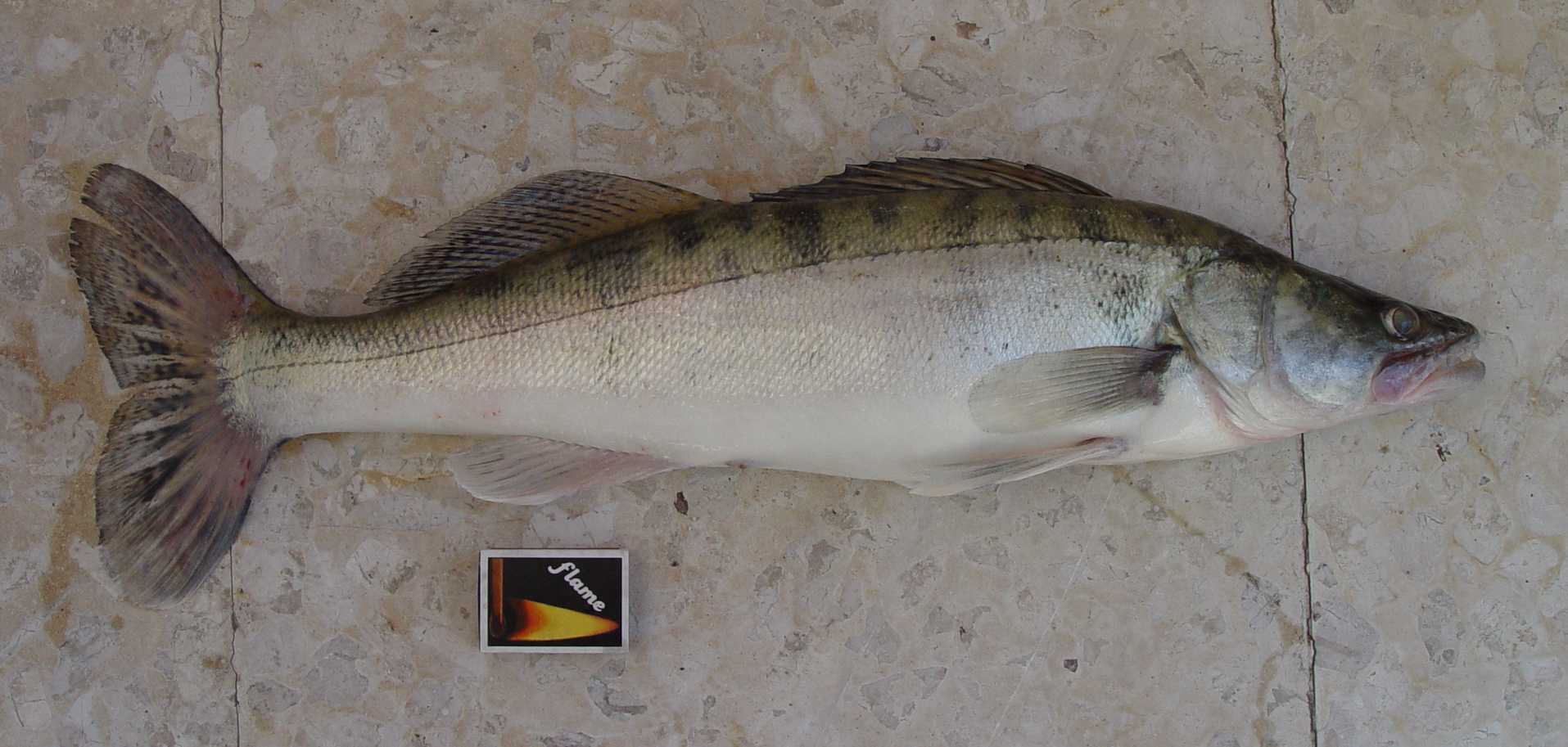 Zander (Stizostedion lucioperca), caught in Cyprus on March 17,…
