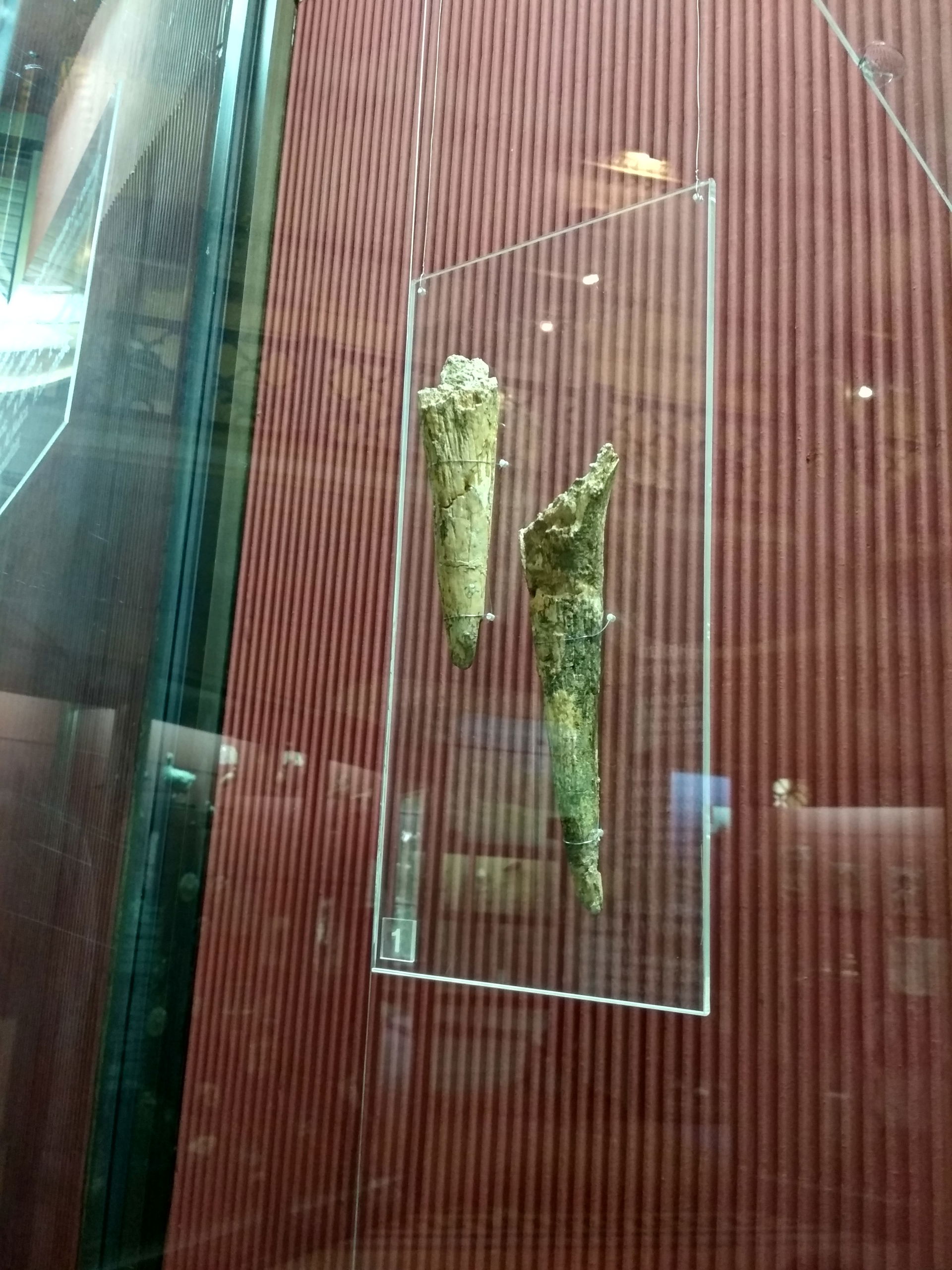Horns of a fossil giraffe Palaeotragus rouenii (meotian – 9-8 m…