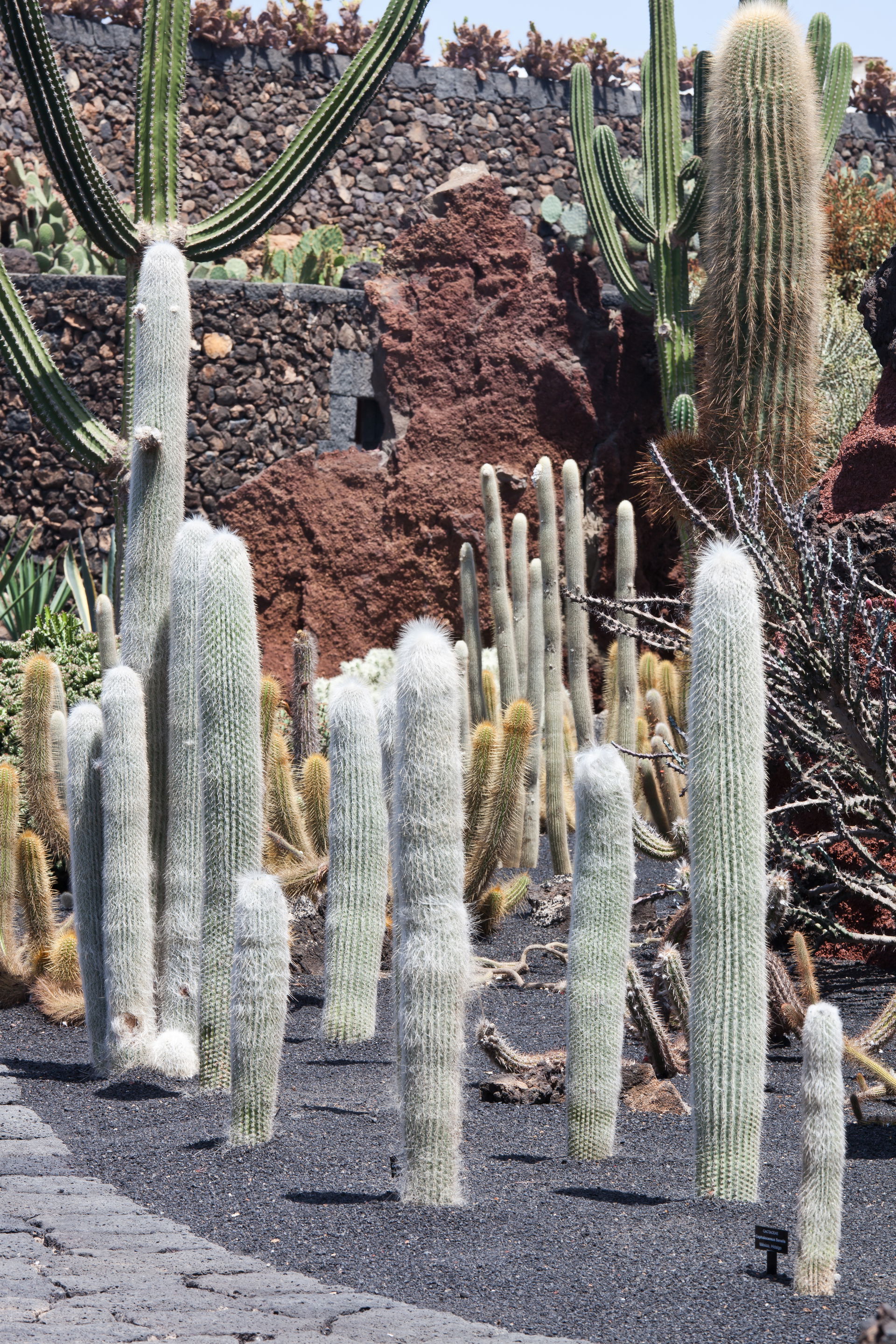 Cephalocereus senilis. Jardín de Cactus, Lanzarote