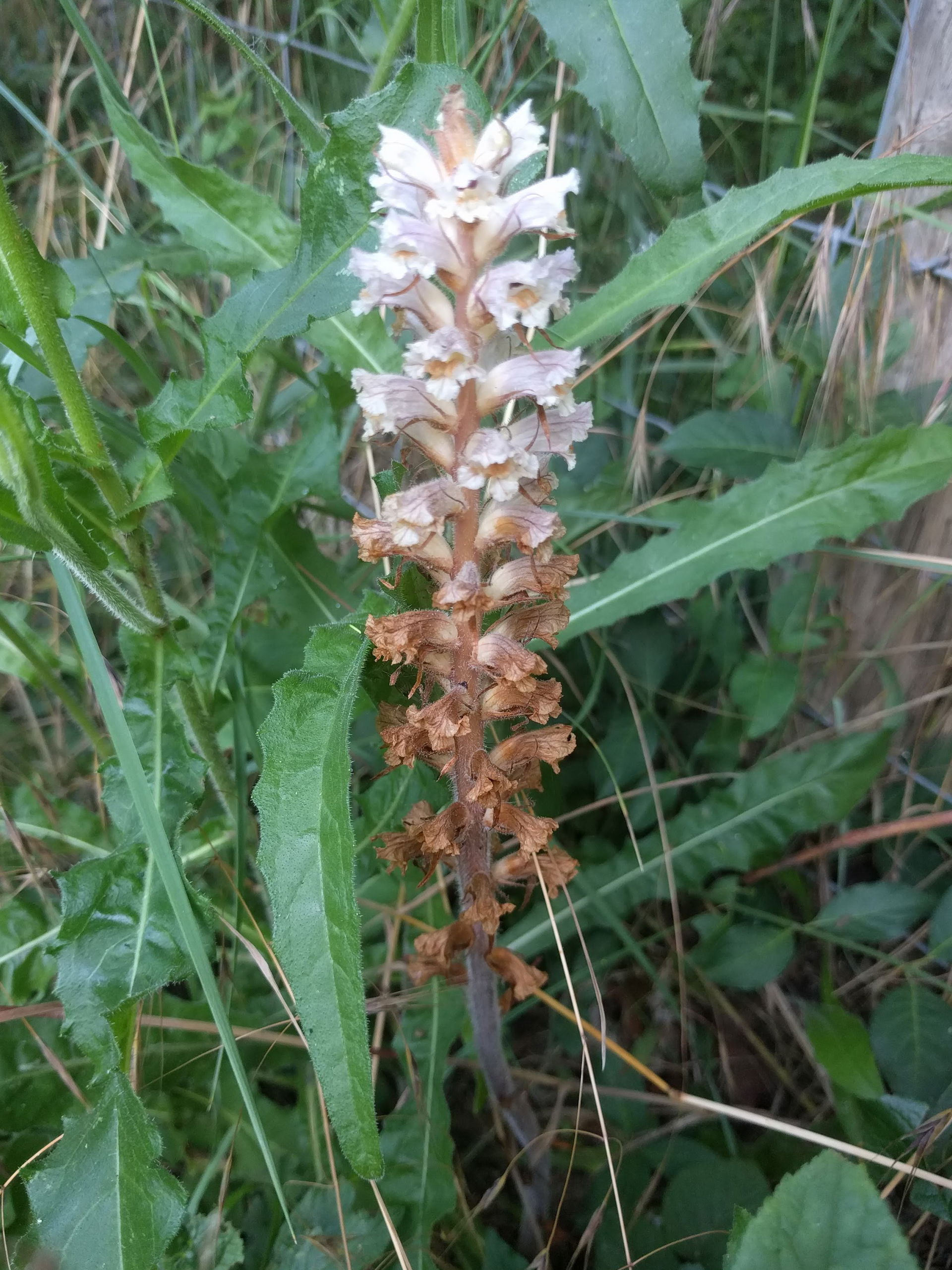 Noordwijk - Bitterkruidbremraap (Orobanche picridis)