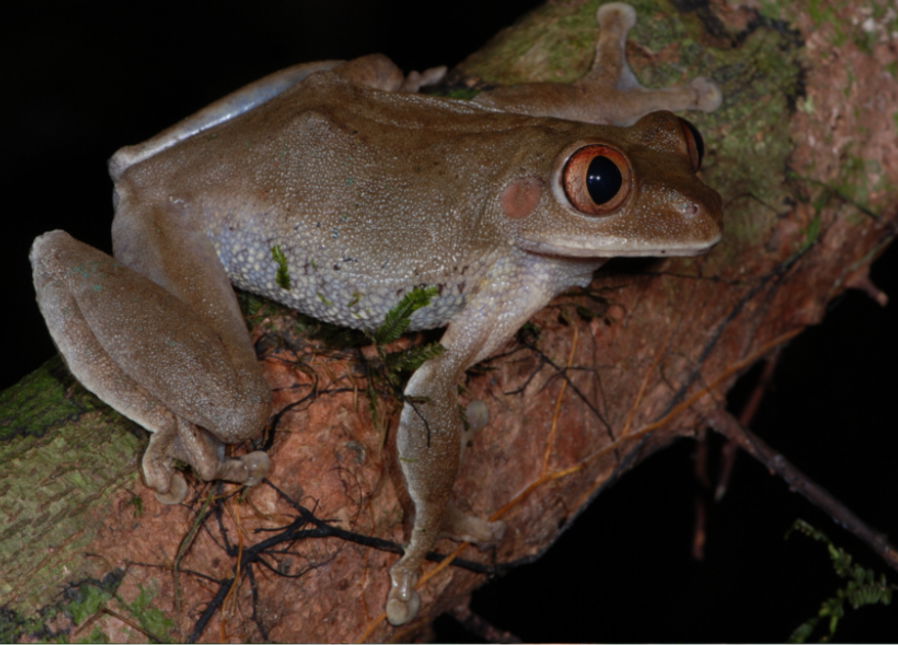 Figure 2; Leptopelis macrotis, Gola Rainforest National Park, S…