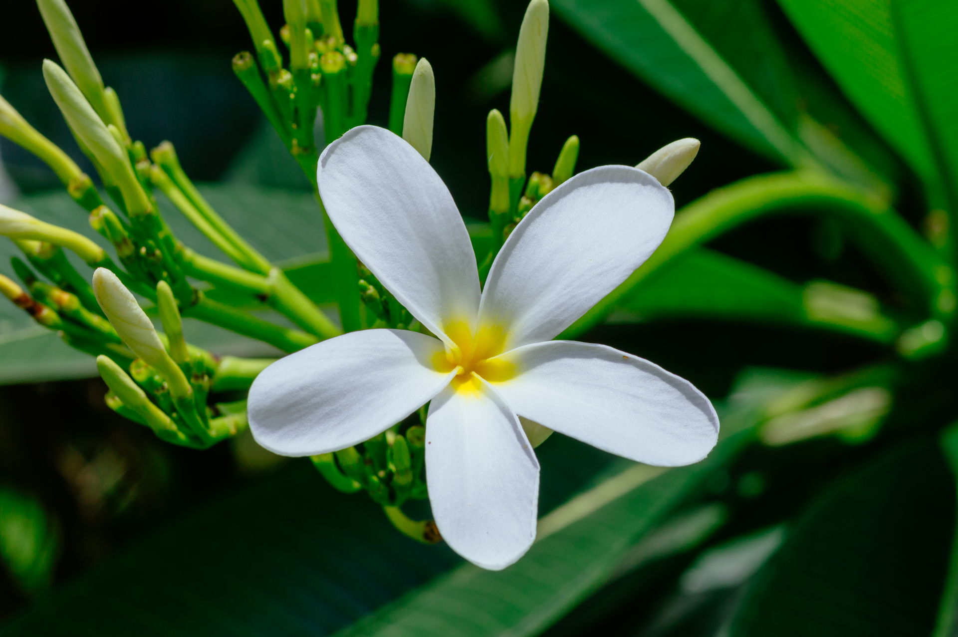 Plumeria obtusa or the Singapore graveyard flower (Image 1 of 2…