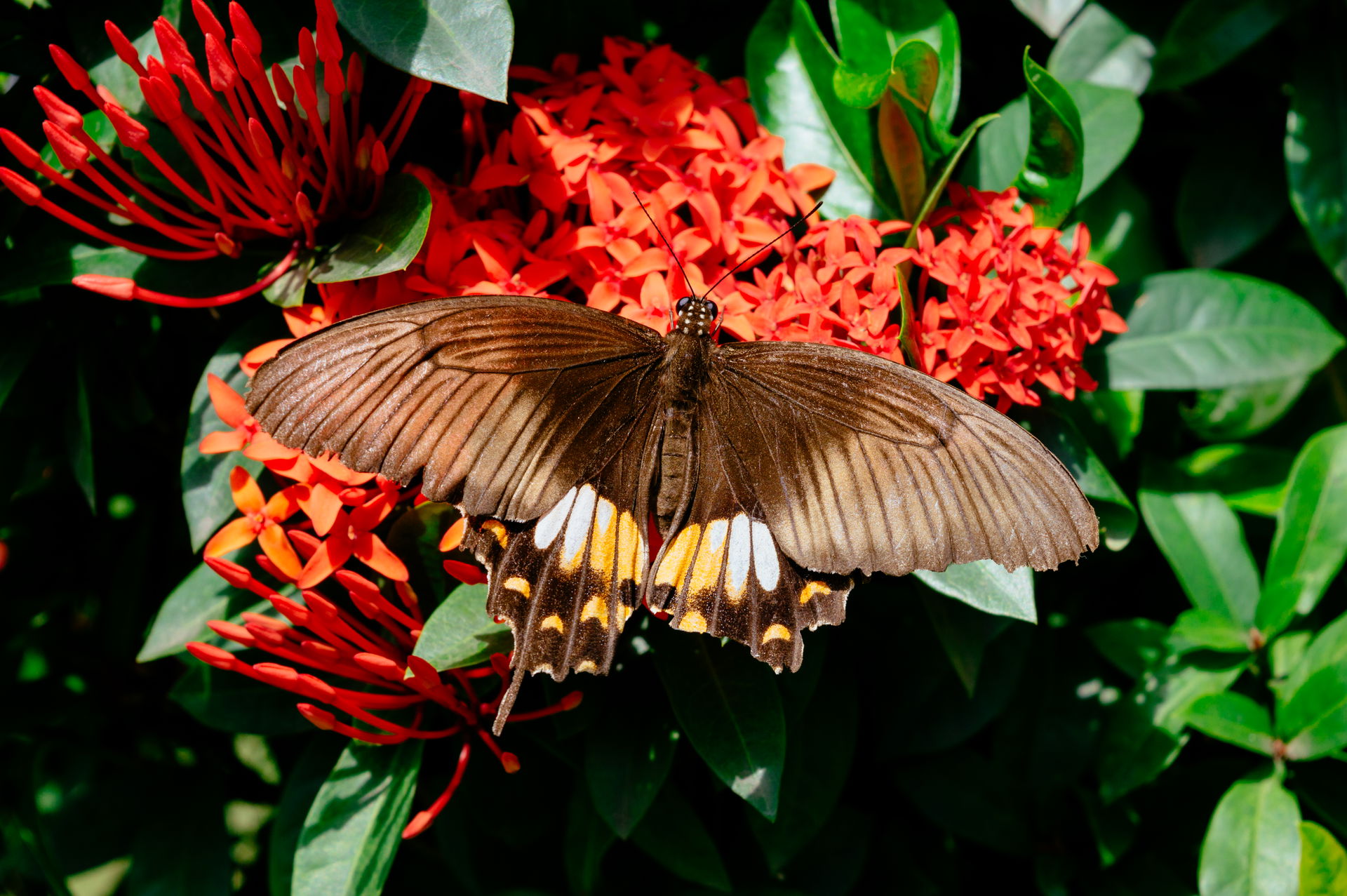Papilio polytes the common Mormon (female) in Jamshedpur (Image…