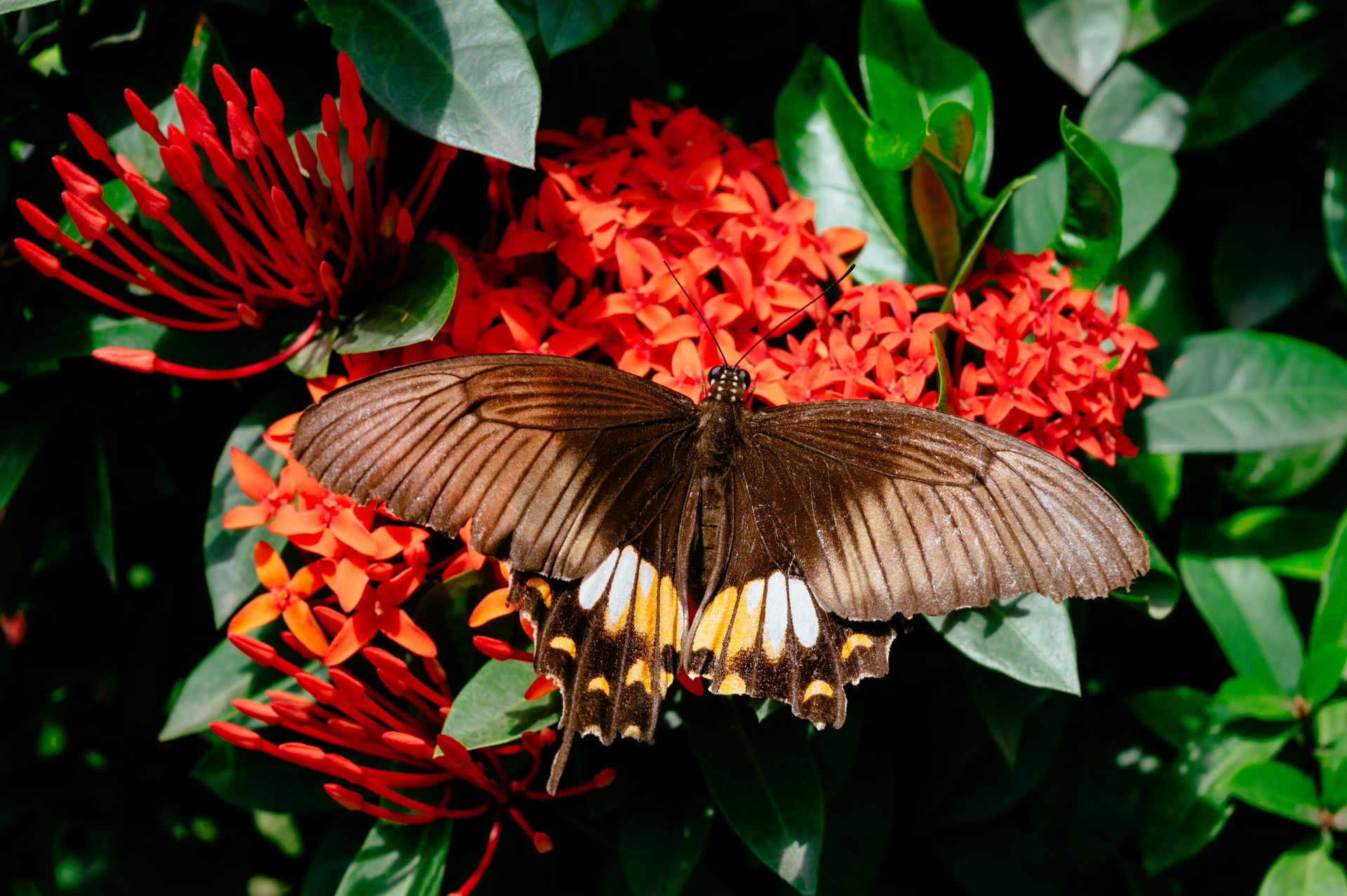 Papilio polytes, the common Mormon in Jamshedpur (Image 2 of 2)