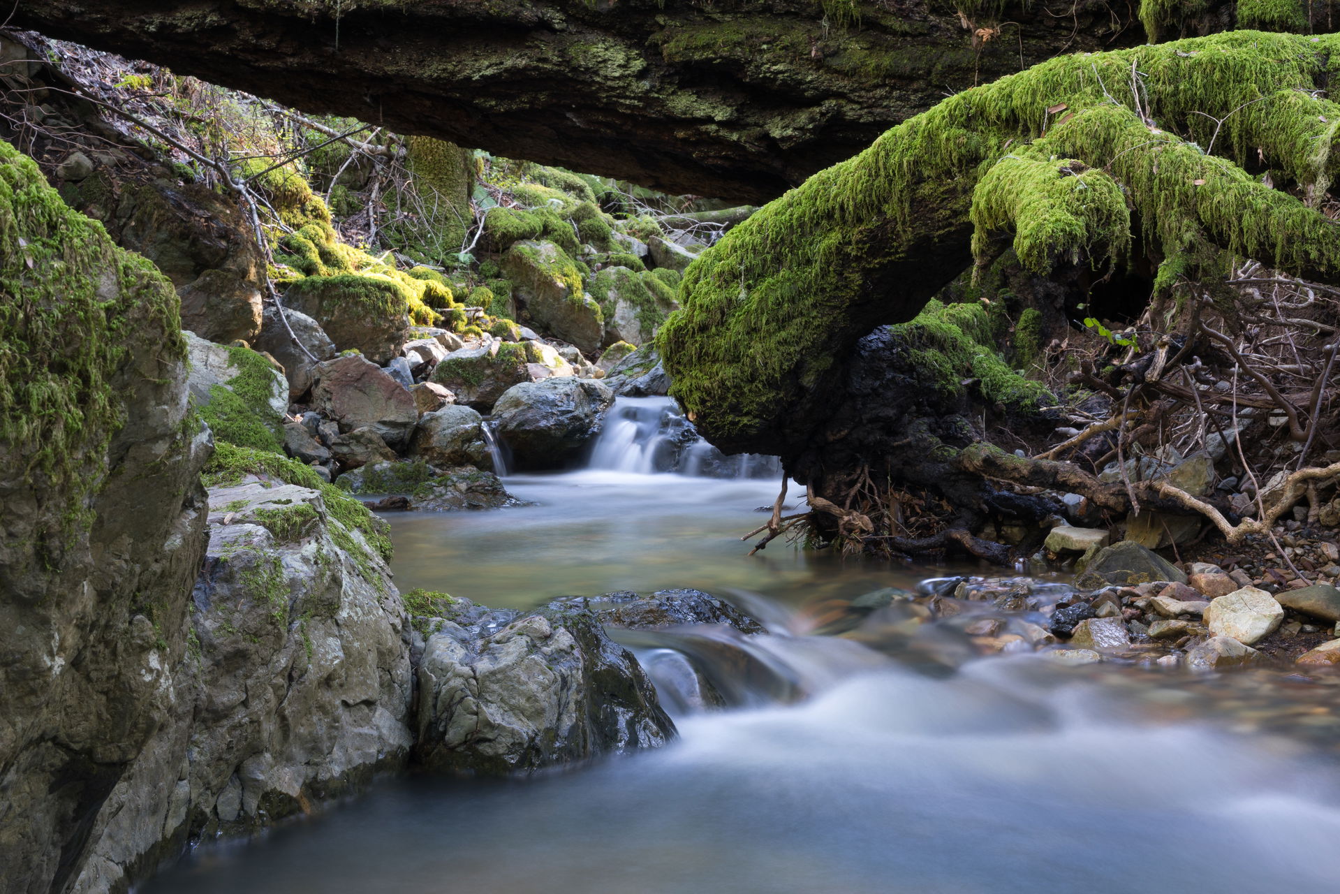 Cataract Creek, Mount Tamalpais State Park, Marin County, Calif…