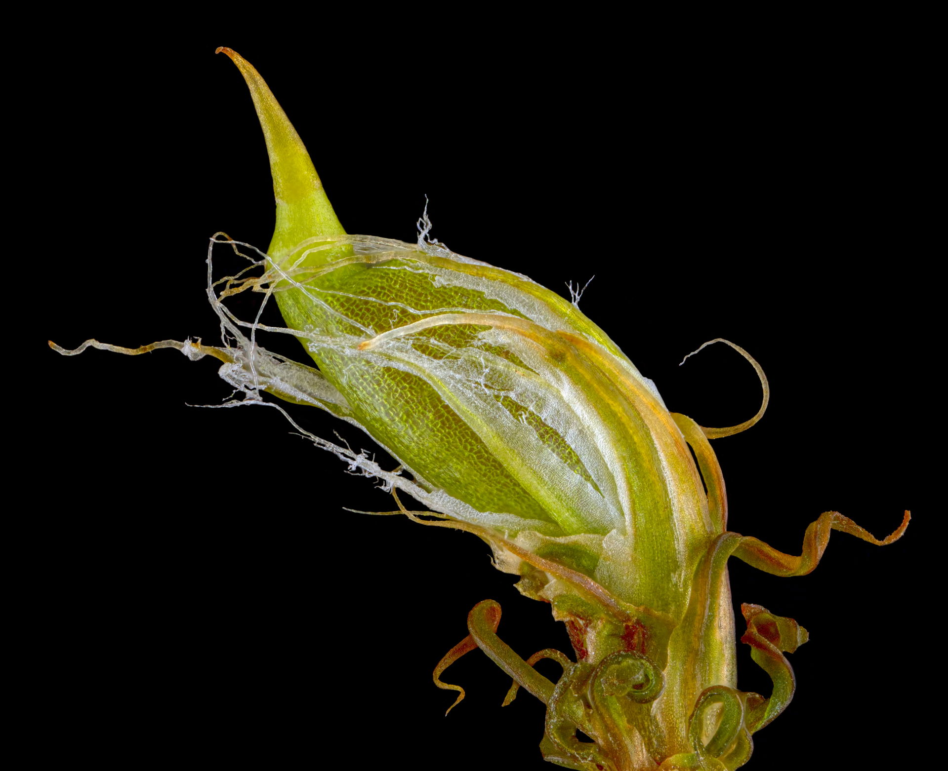 Sporophyte of Diphyscium foliosum