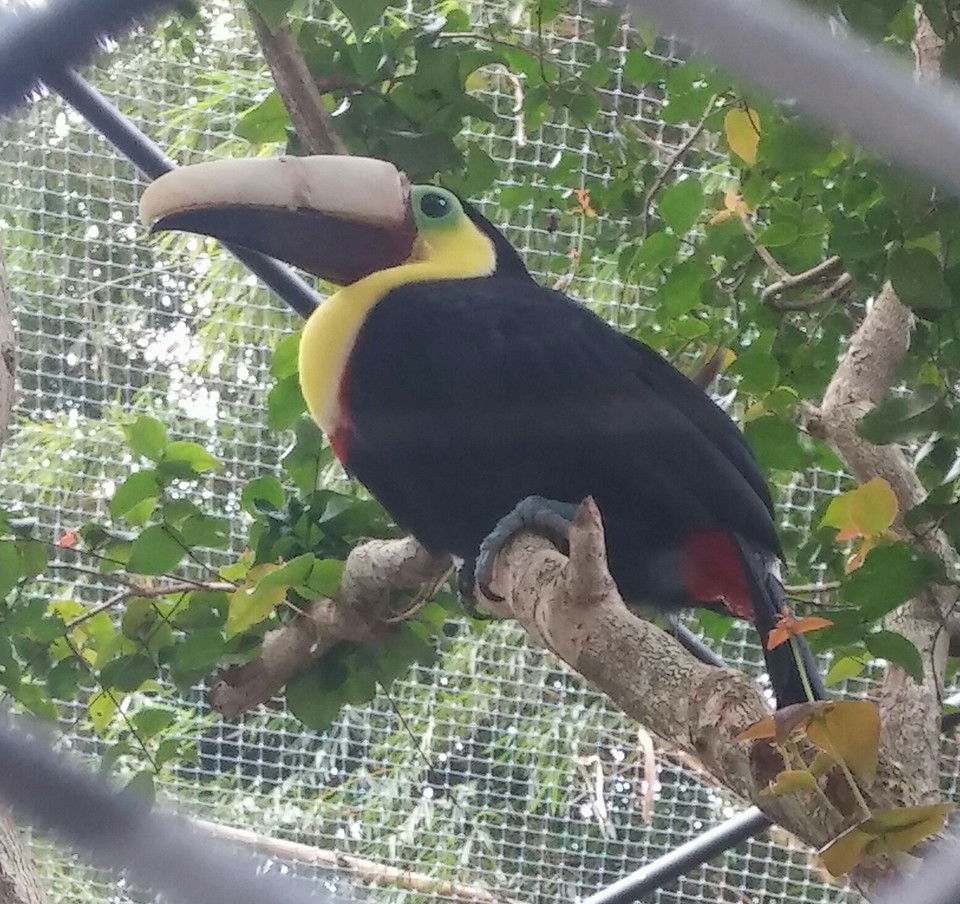 Toucan Grecia with prosthetic beak. Alajuela, Costa Rica