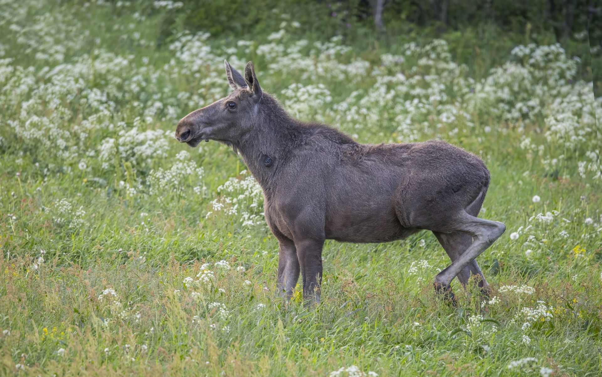 Elk (Alces alces alces) female, near Oppdal, Norway