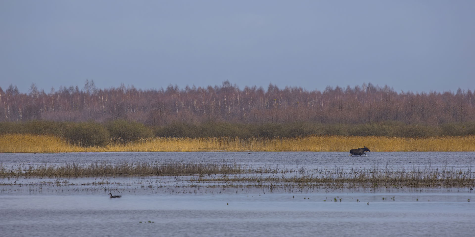 Elk (Alces alces) Biebrzanski Forest, Poland