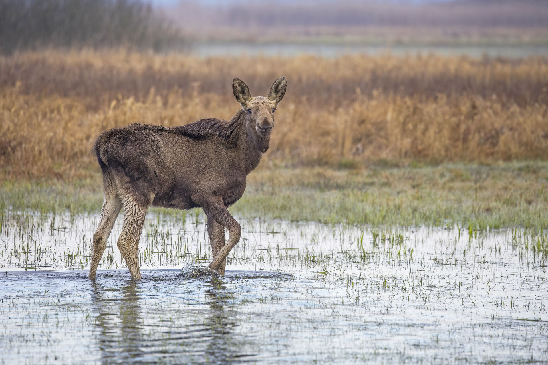 Elk (Alces alces) calf, Biebrzański Park Narodowy, Poland