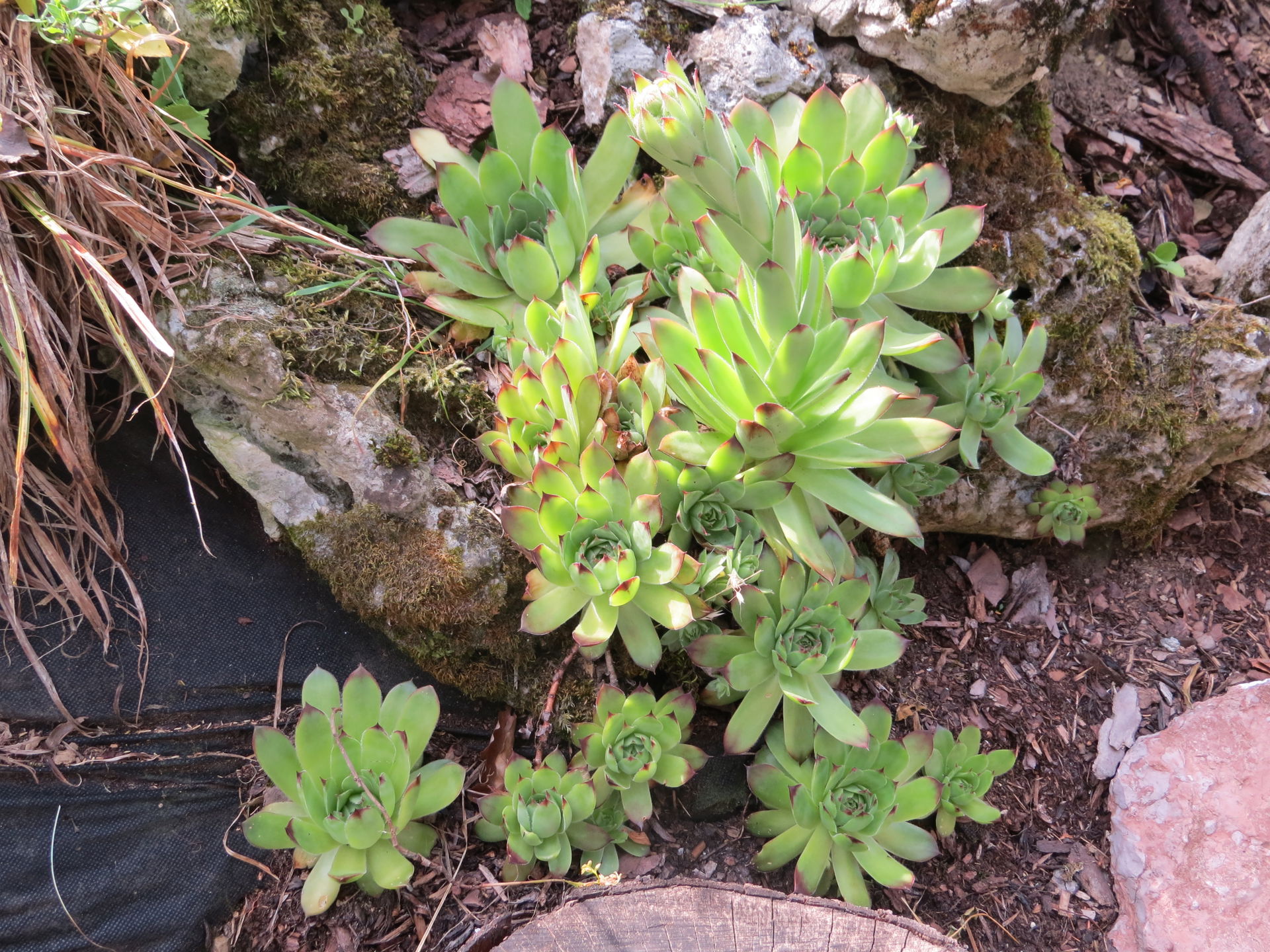 Unidentified Sempervivum (houseleek) at Bichlhäusl, Tiefgrabenr…