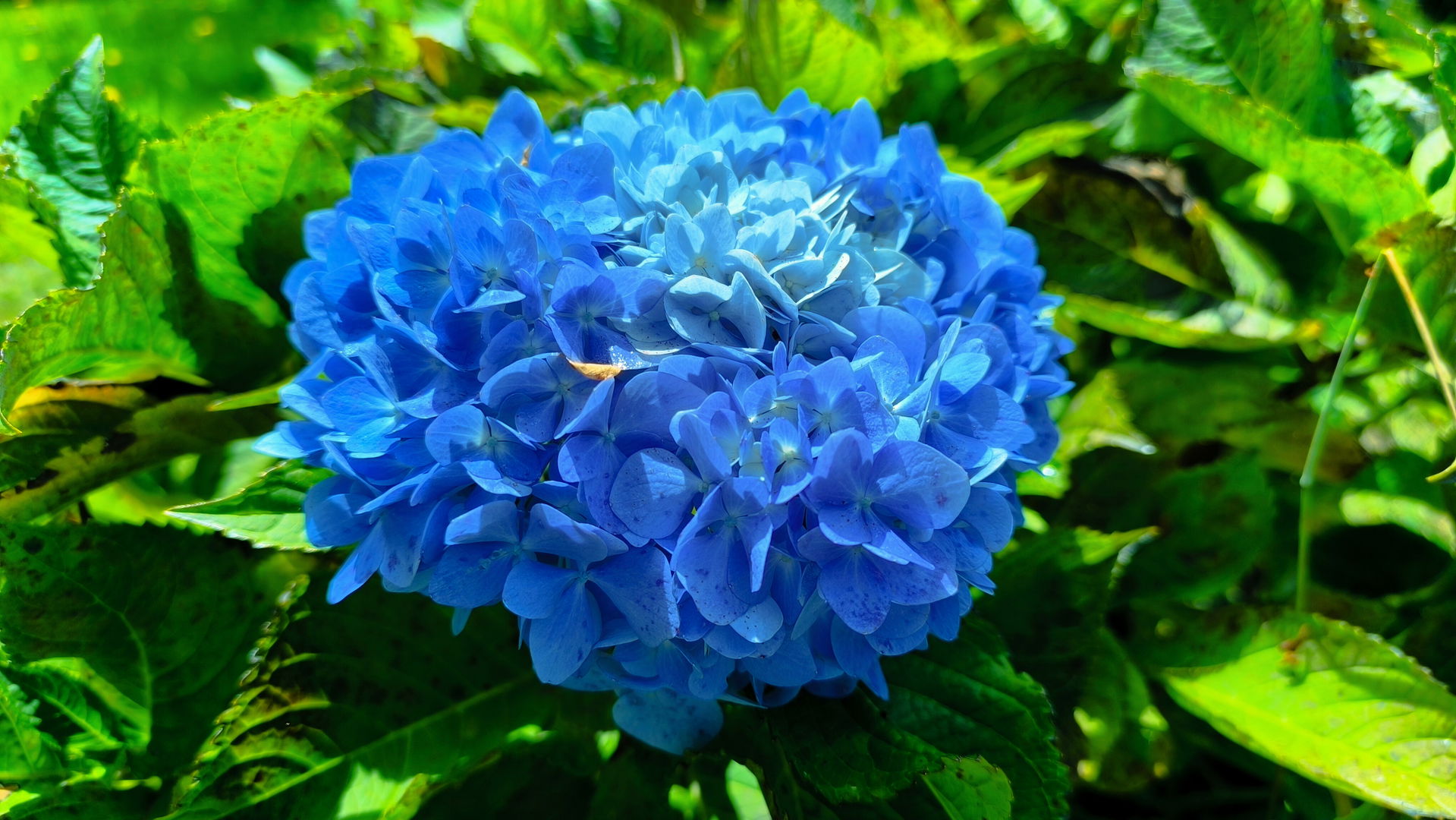Inflorescence globulaire de couleur bleu vif d'un Hydrangea mac…