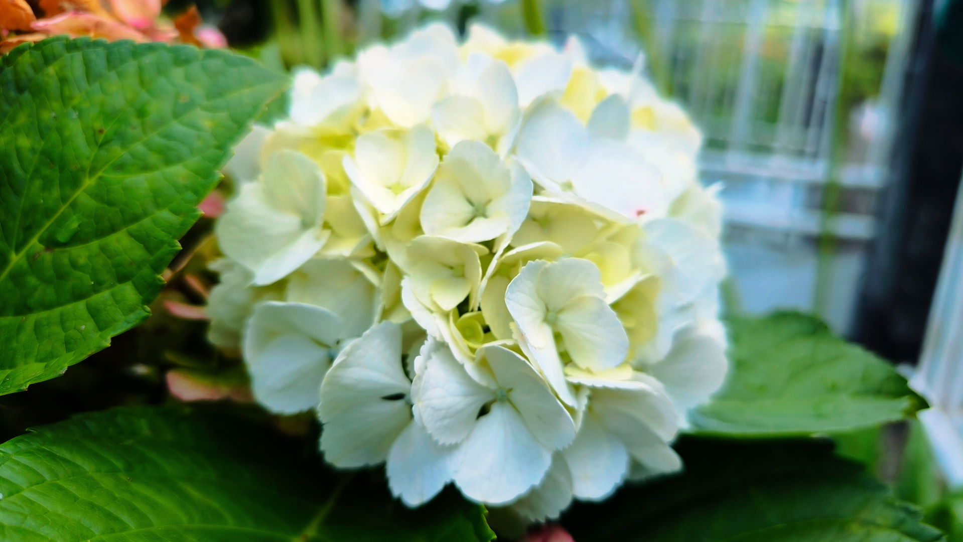 Spécimen d'hortensia (Hydrangea macrophylla) de couleur blanc c…