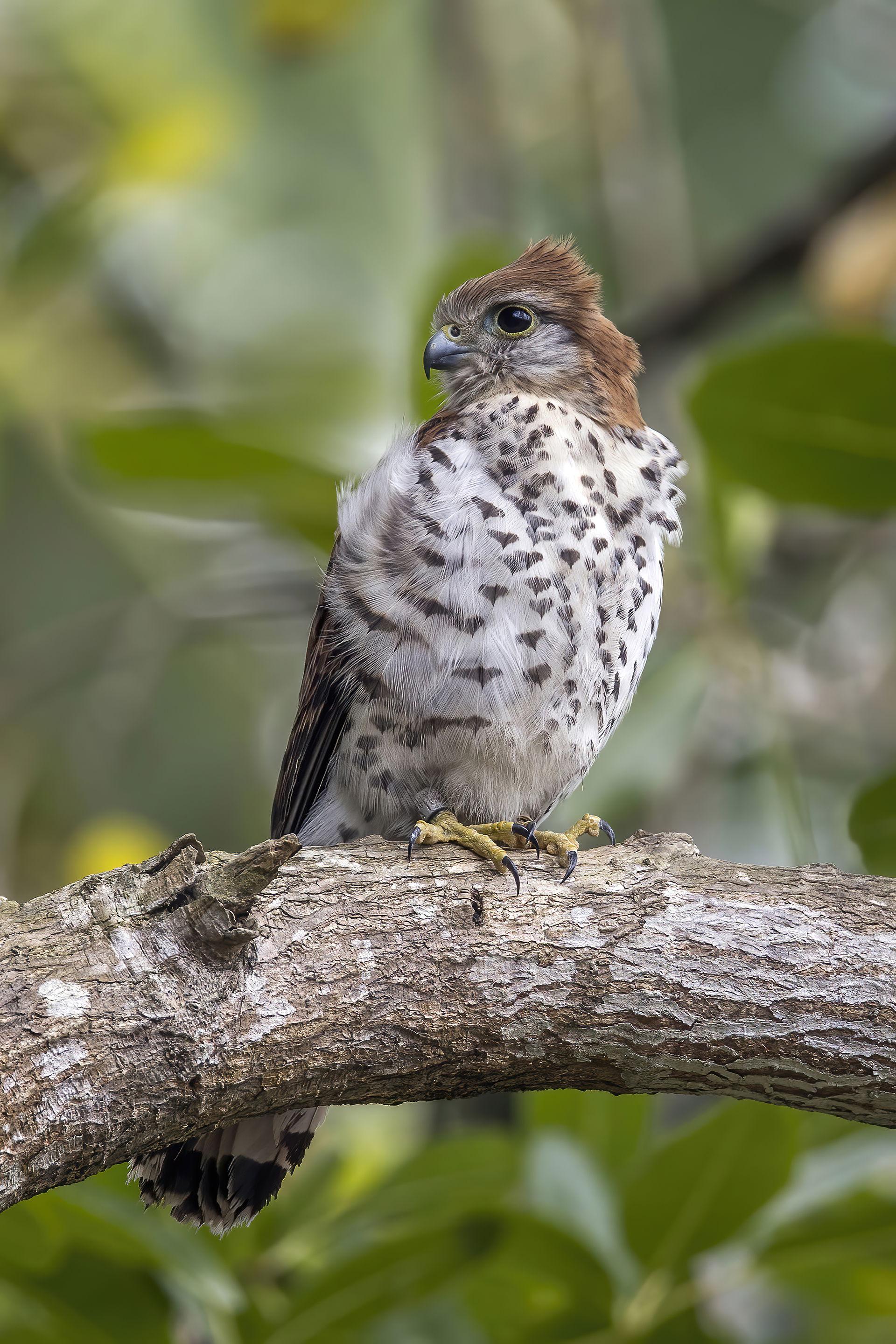 Mauritius kestrel (Falco punctatus), Ebony Forest Reserve Chama…