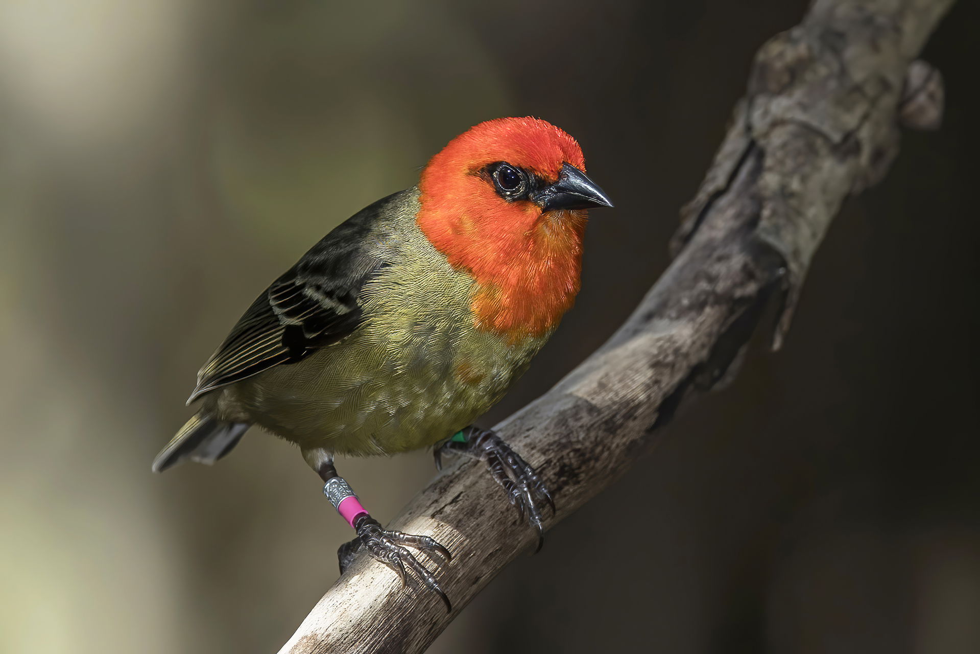 Mauritius fody (Foudia rubra) male, Île aux Aigrettes, Mauritius