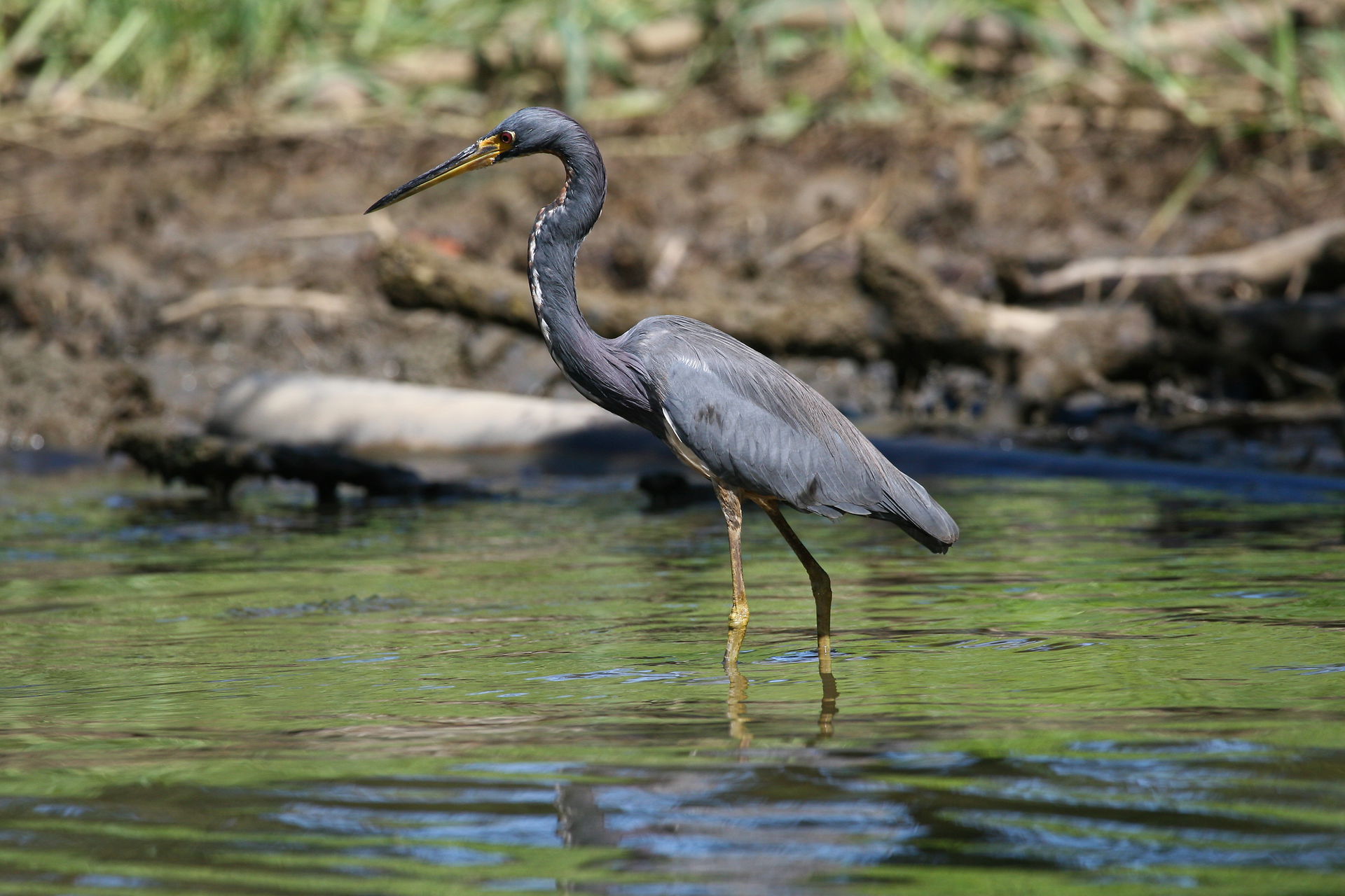 Tricolored Heron, picture taken in Tortuguero national park, Co…