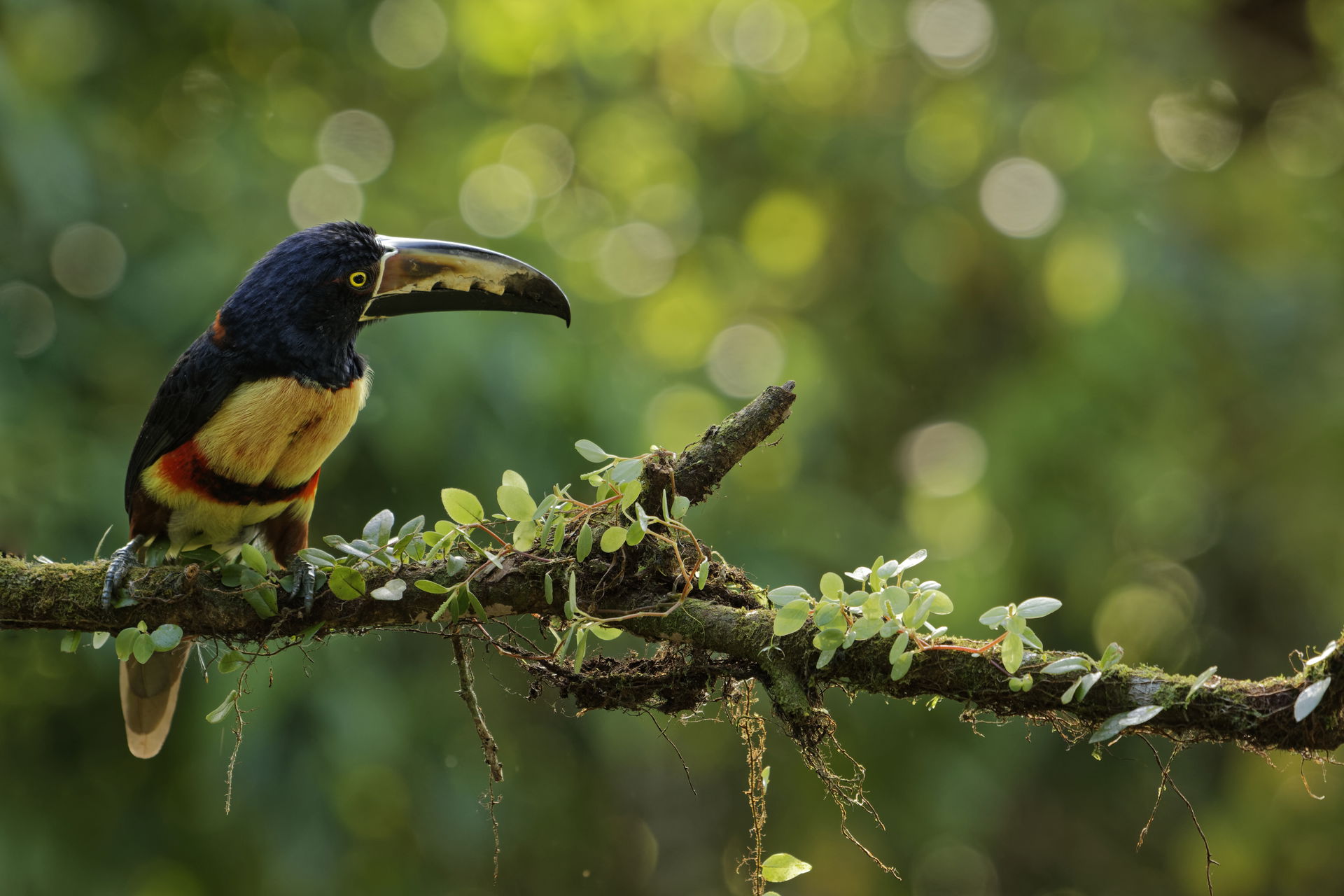 Collared aracari (Pteroglossus torquatus) in Costa Rica.