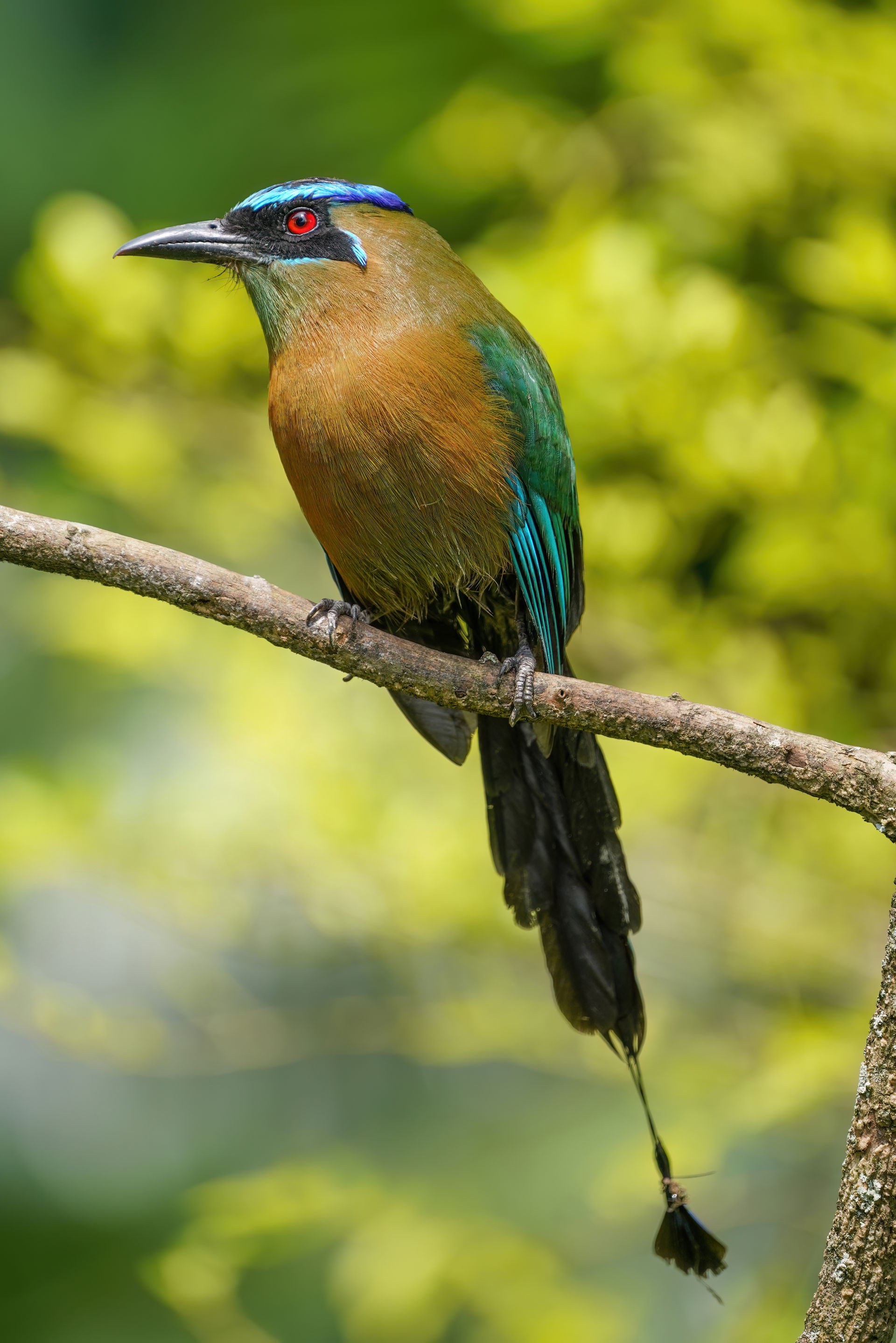 Lesson's motmot in San José Province, Costa Rica