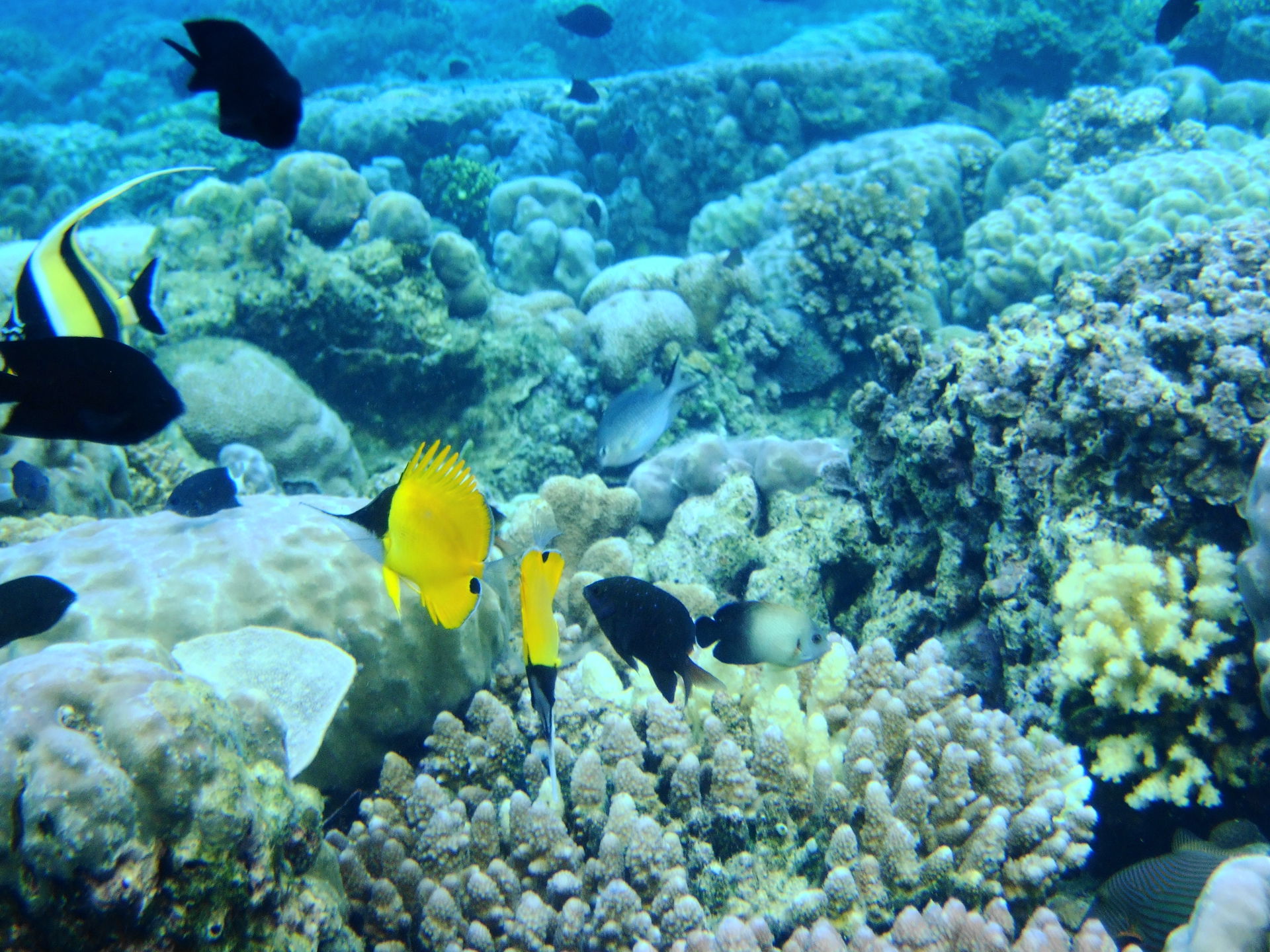 Bunaken National Marine Park, Manado, Indonesia
