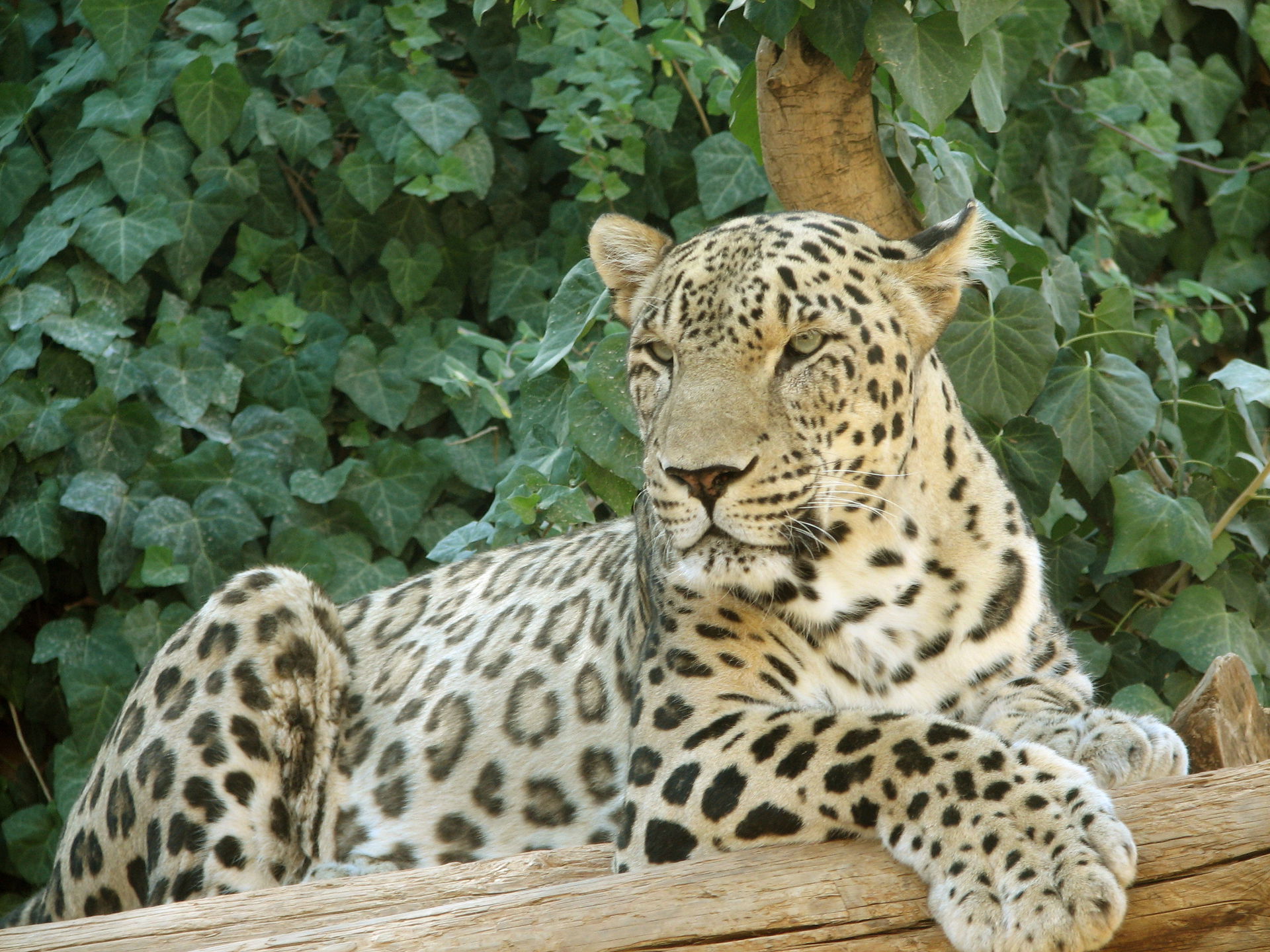 Persian Leopard sitting.