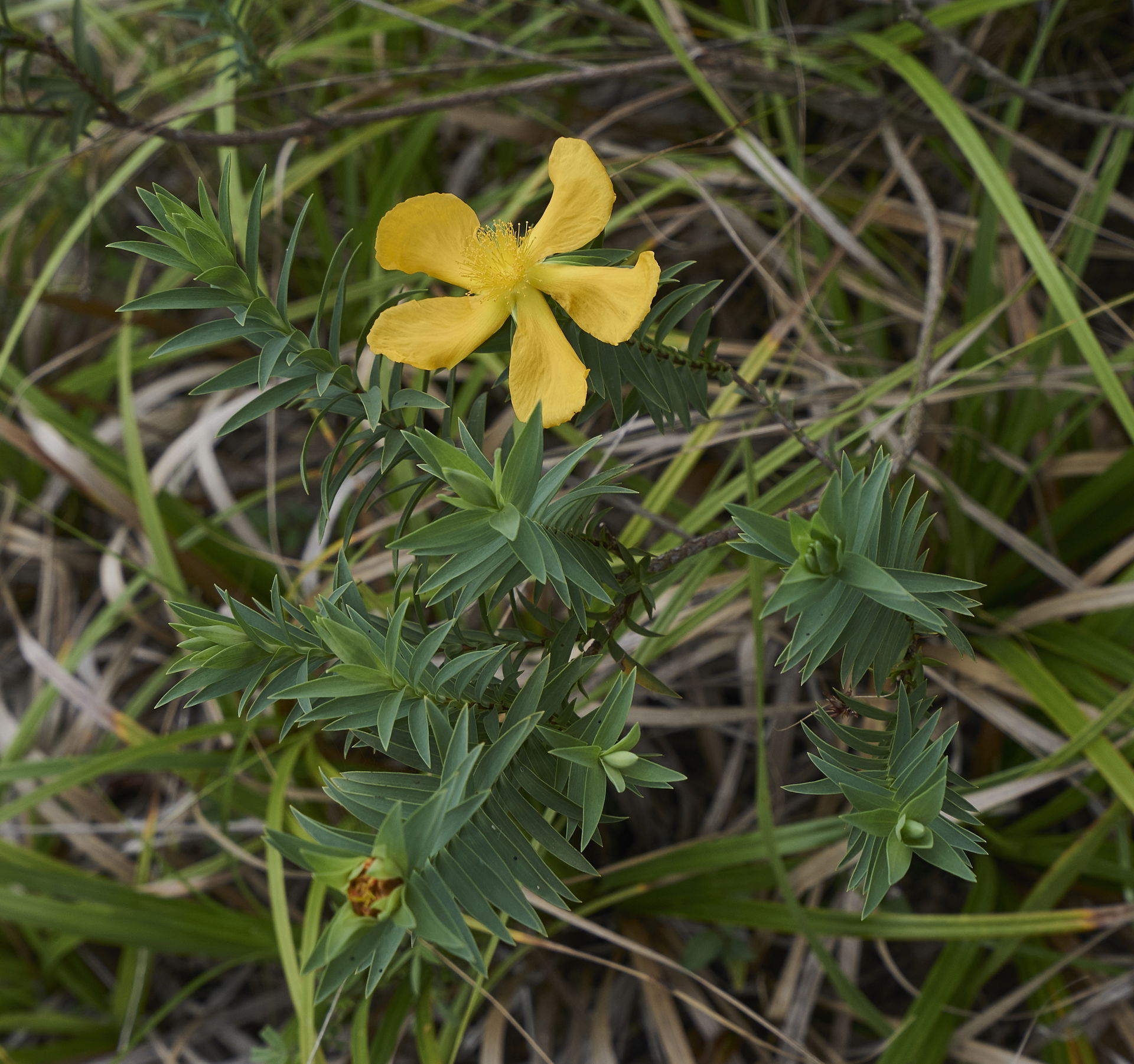 Hypericum terrae-firmae, Rio On Pools, Mountain Pine Ridge Fore…