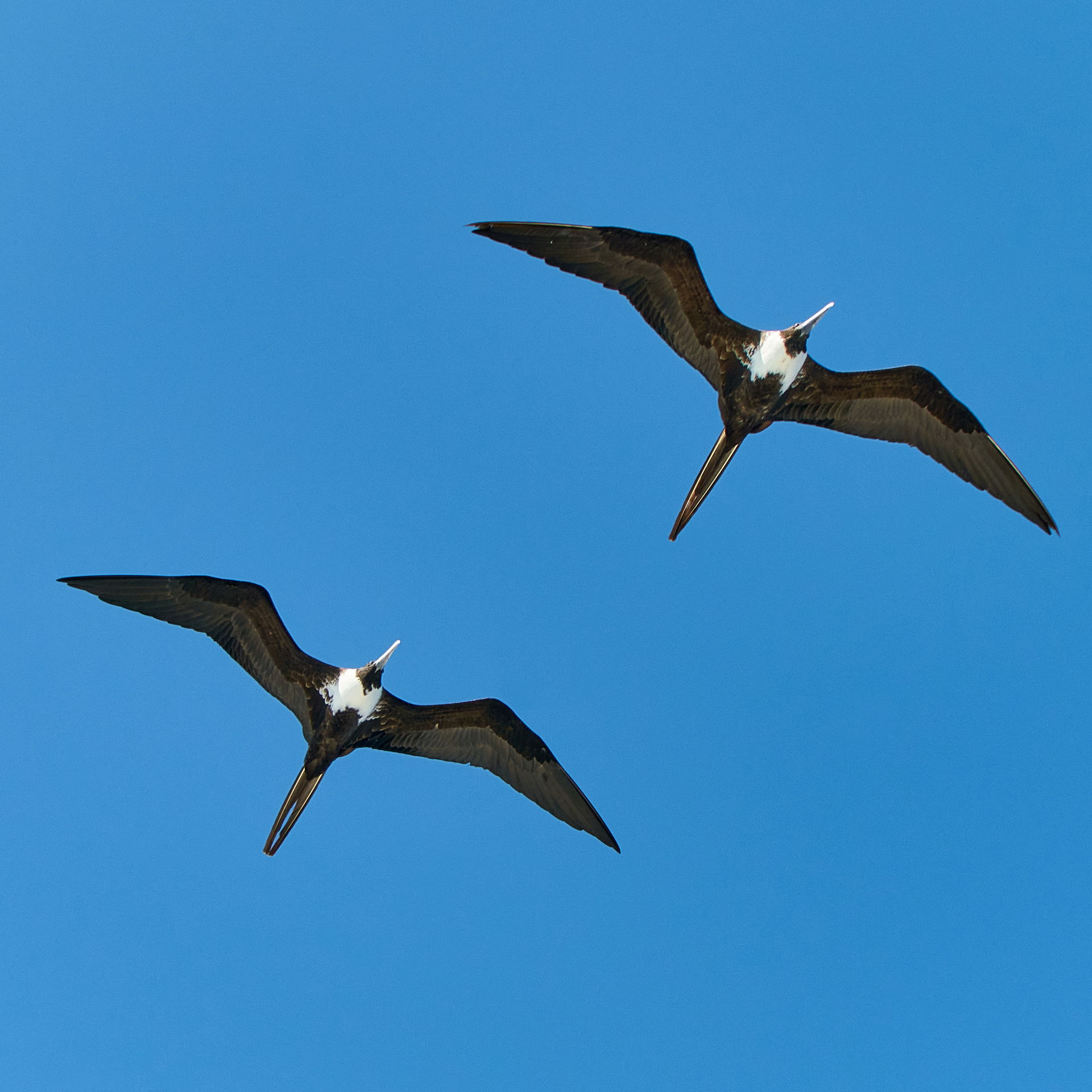 Female magnificent frigatebirds [Fregata magnificens]