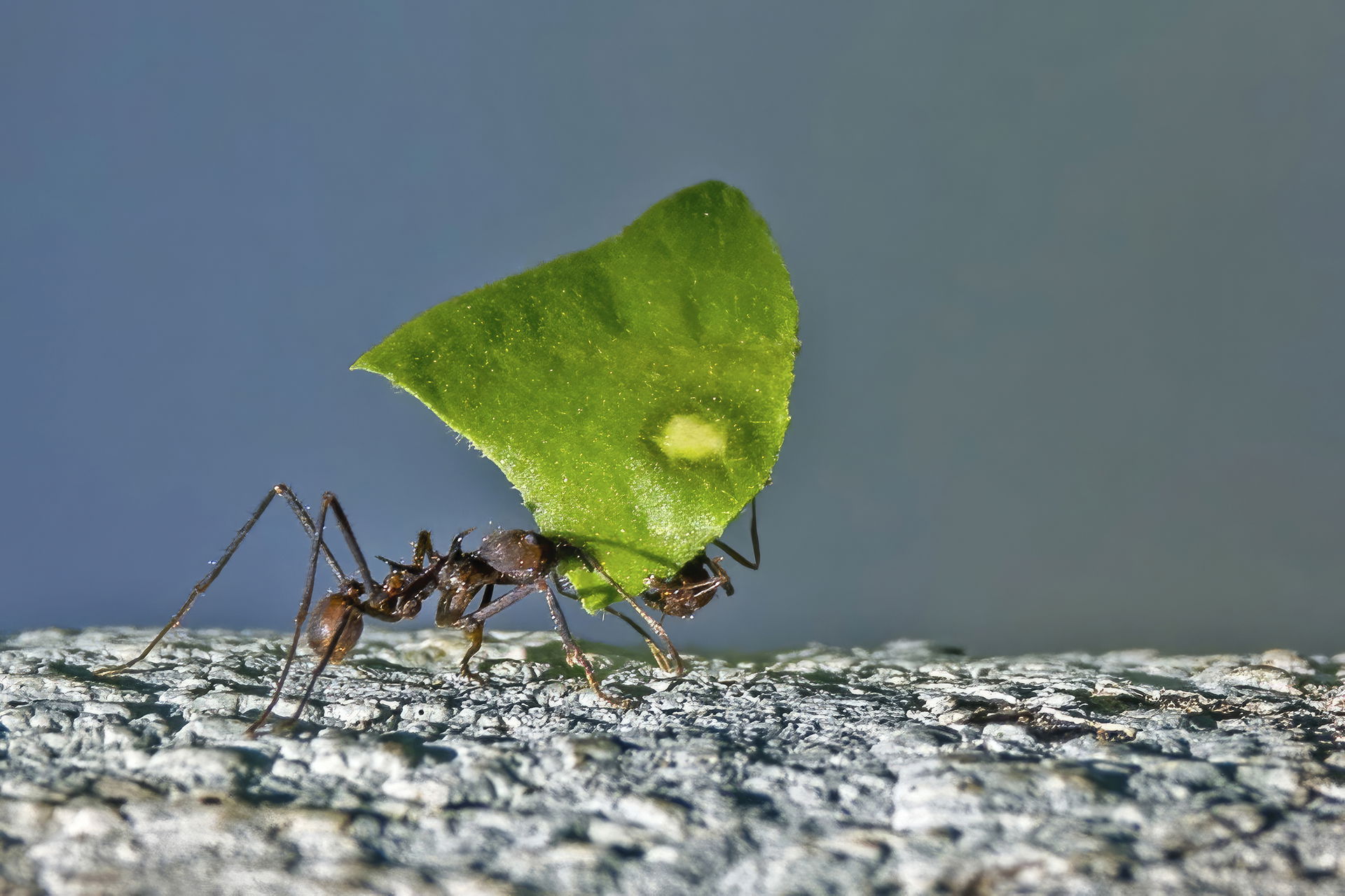 Leaf-cutter ant (Atta cephalotes) with minim (partially hidden)…