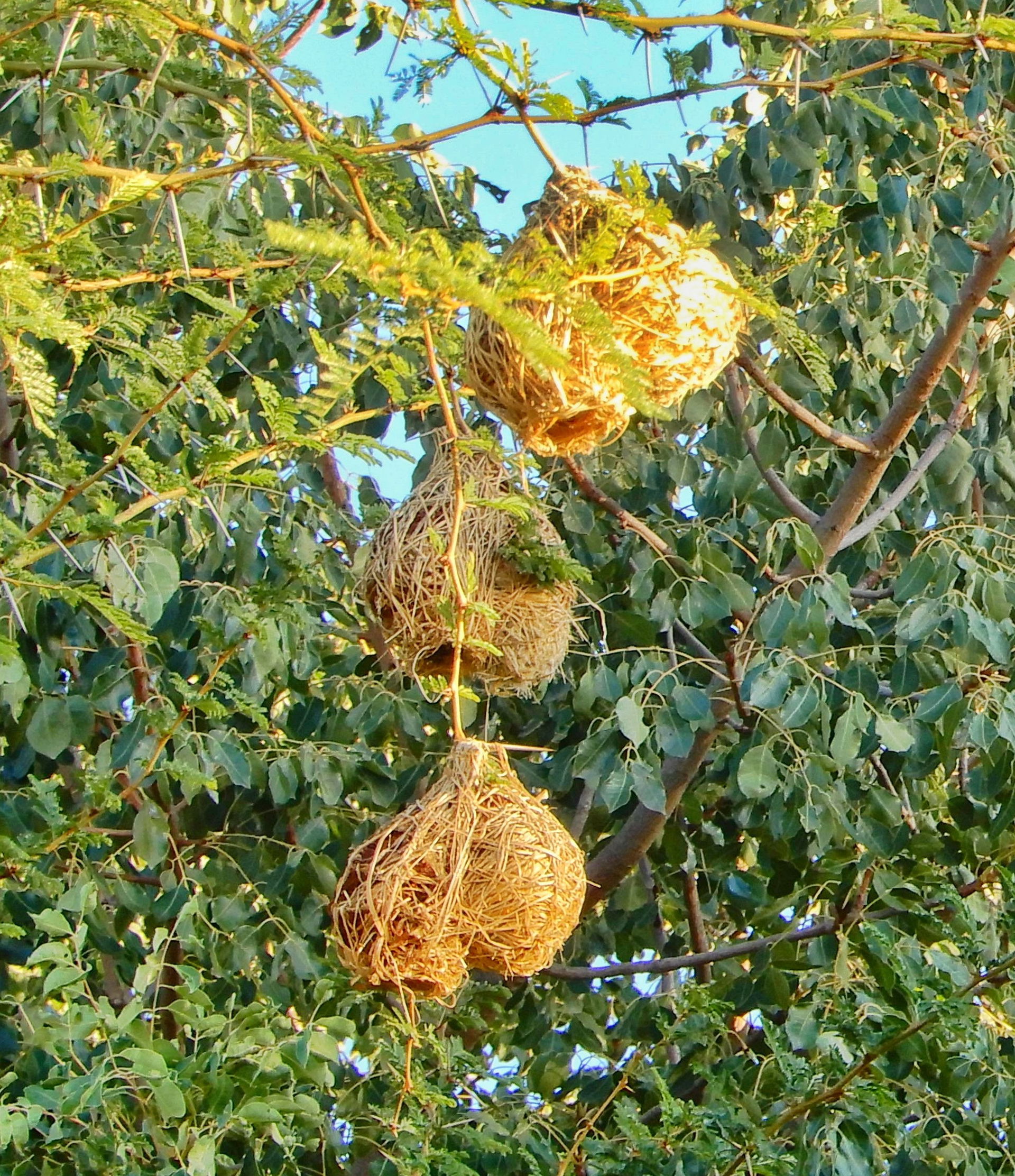 This where birds sleep lay eggs and raise their young.