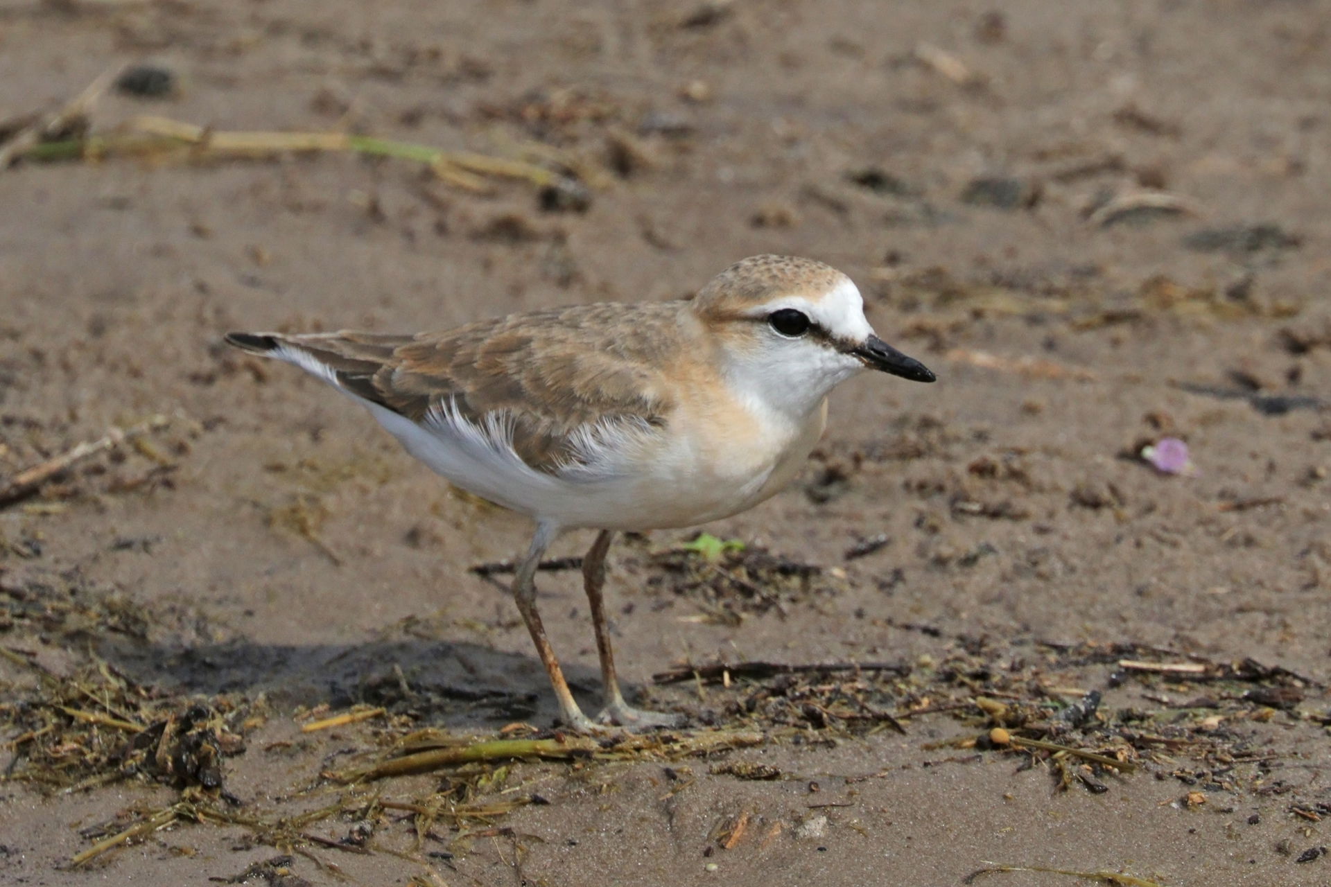 White-fronted plover (Charadrius marginatus) juvenile, Chobe Na…