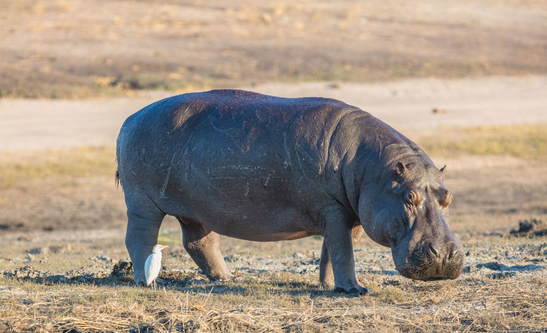 Hippopotamus (Hippopotamus amphibius) with a Western Cattle Egr…