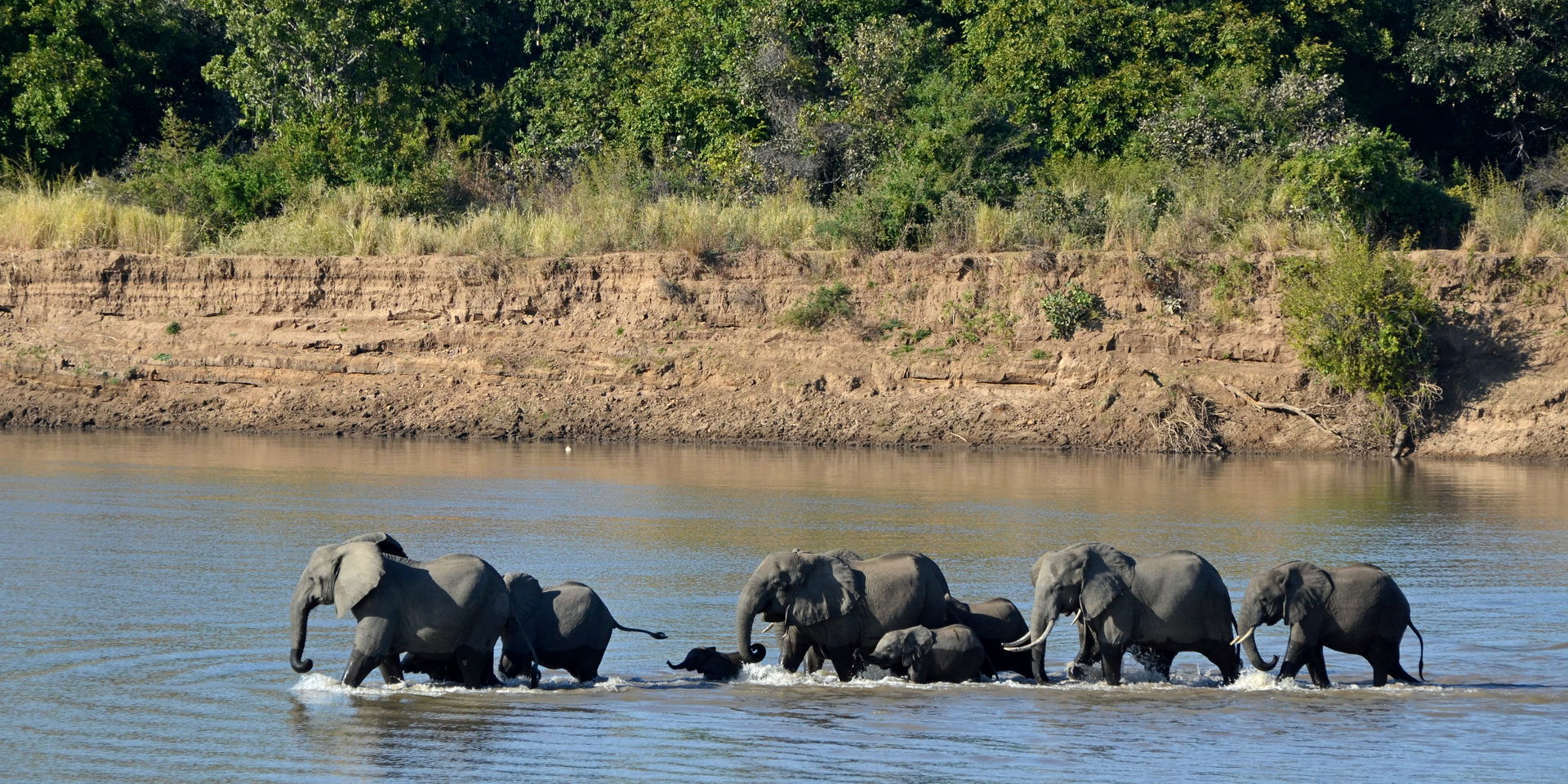 Elephants (Loxodonta africana) crossing the Luangwa River, Sout…