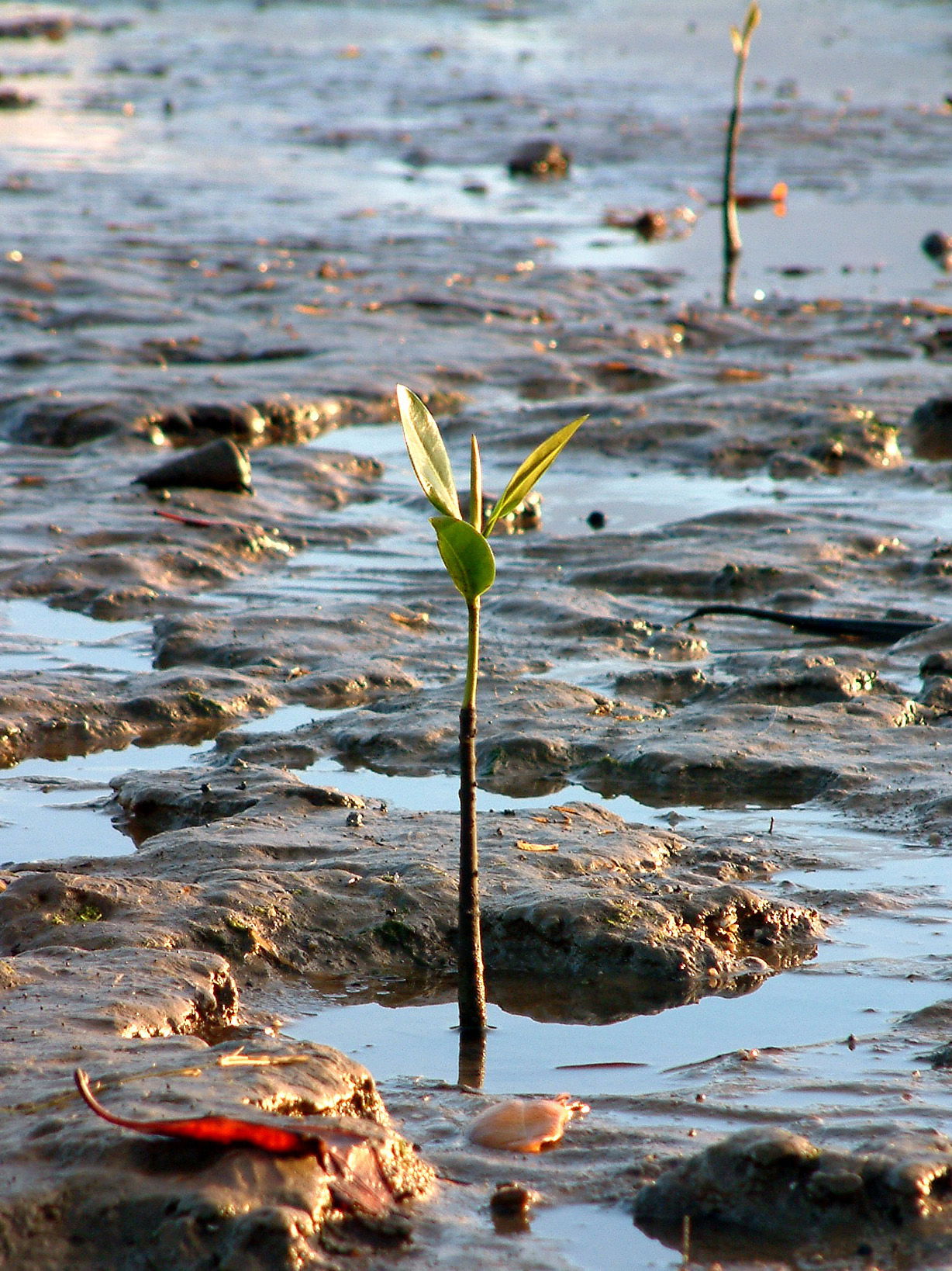 Mangrove seedling (Rhizophora sp.), Cairns's beach, Australia.