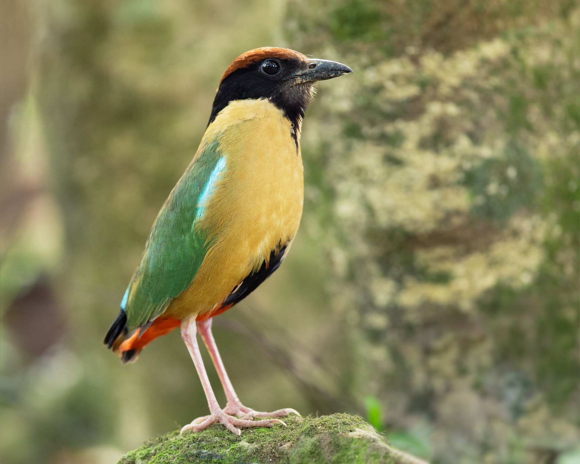 Noisy Pitta (Pitta versicolor), Kembla Heights, New South Wales…