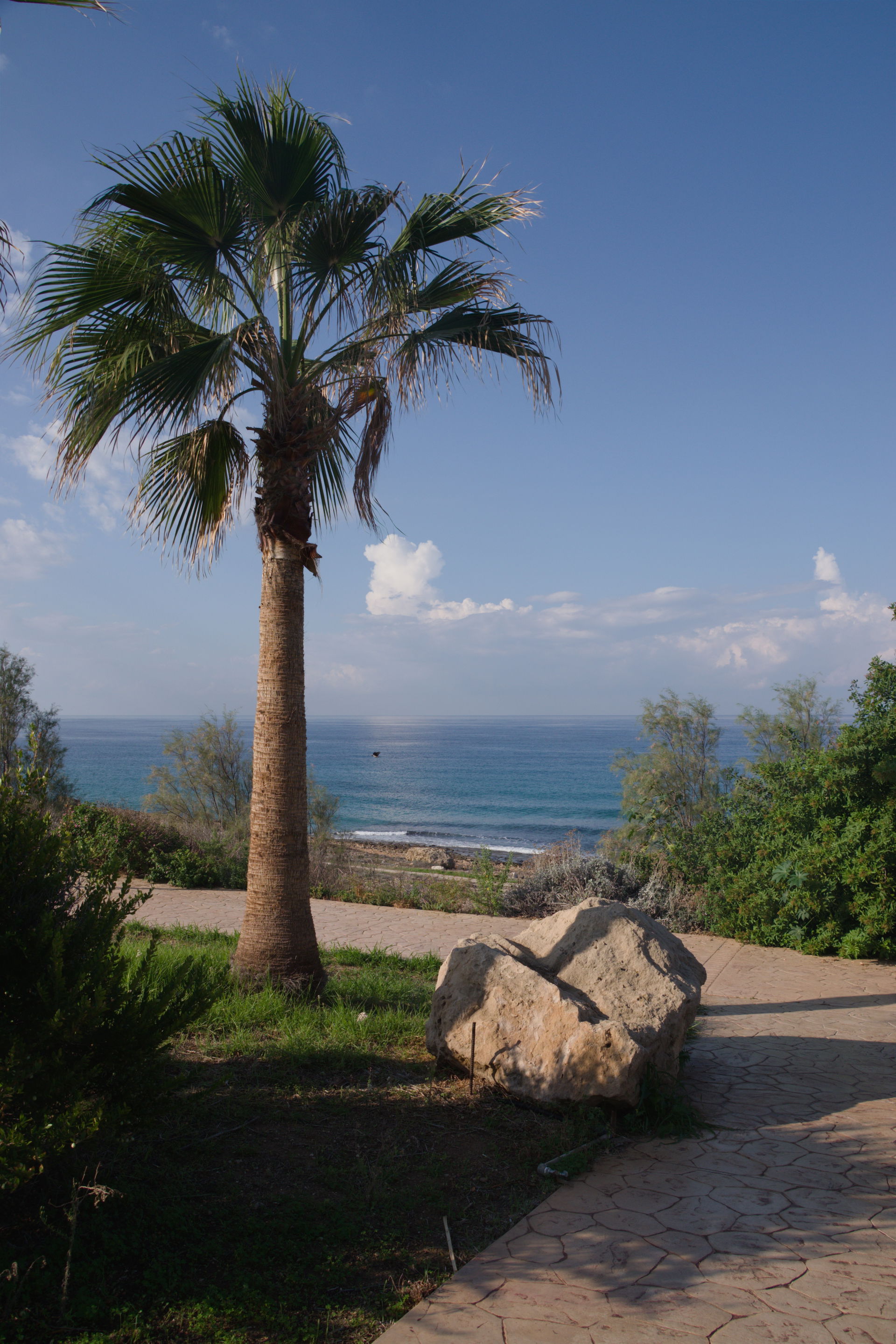 A sea view with a palm-tree near Helios Bay Hotel, Chloraka, Cy…