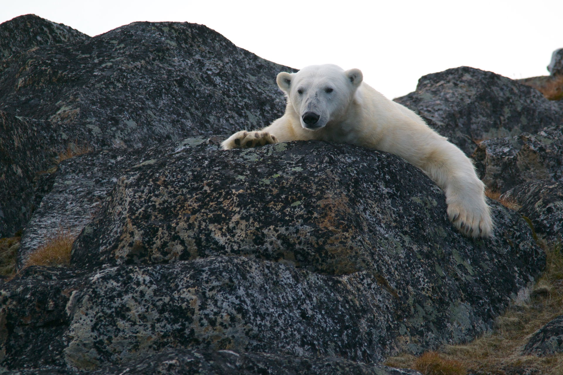 Svalbard and Jan Mayen