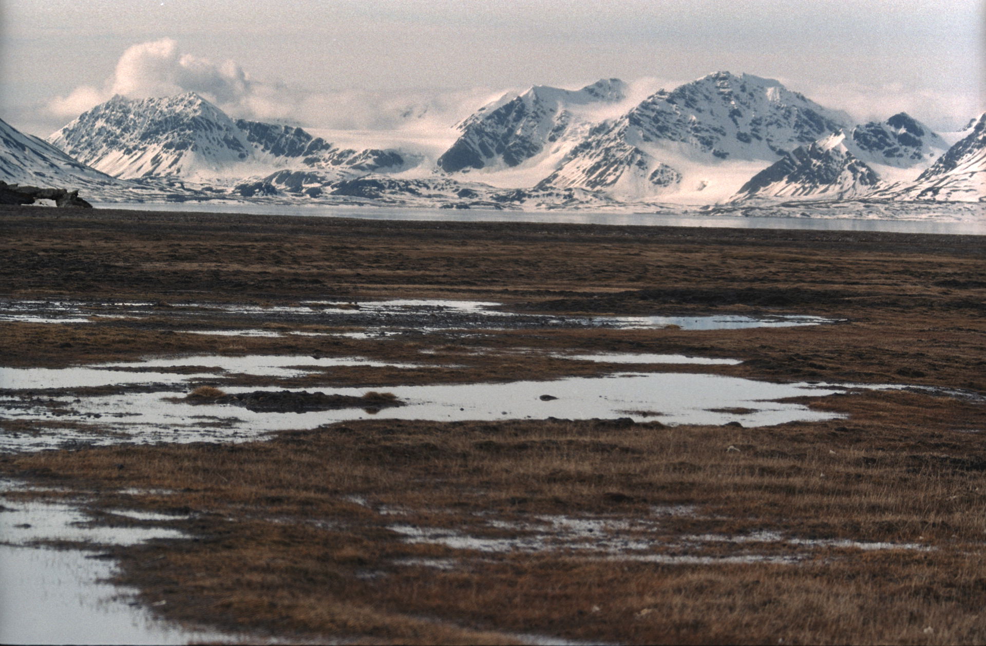 Svalbard, Bellsund, tundra. This is seen from the tundra plain …