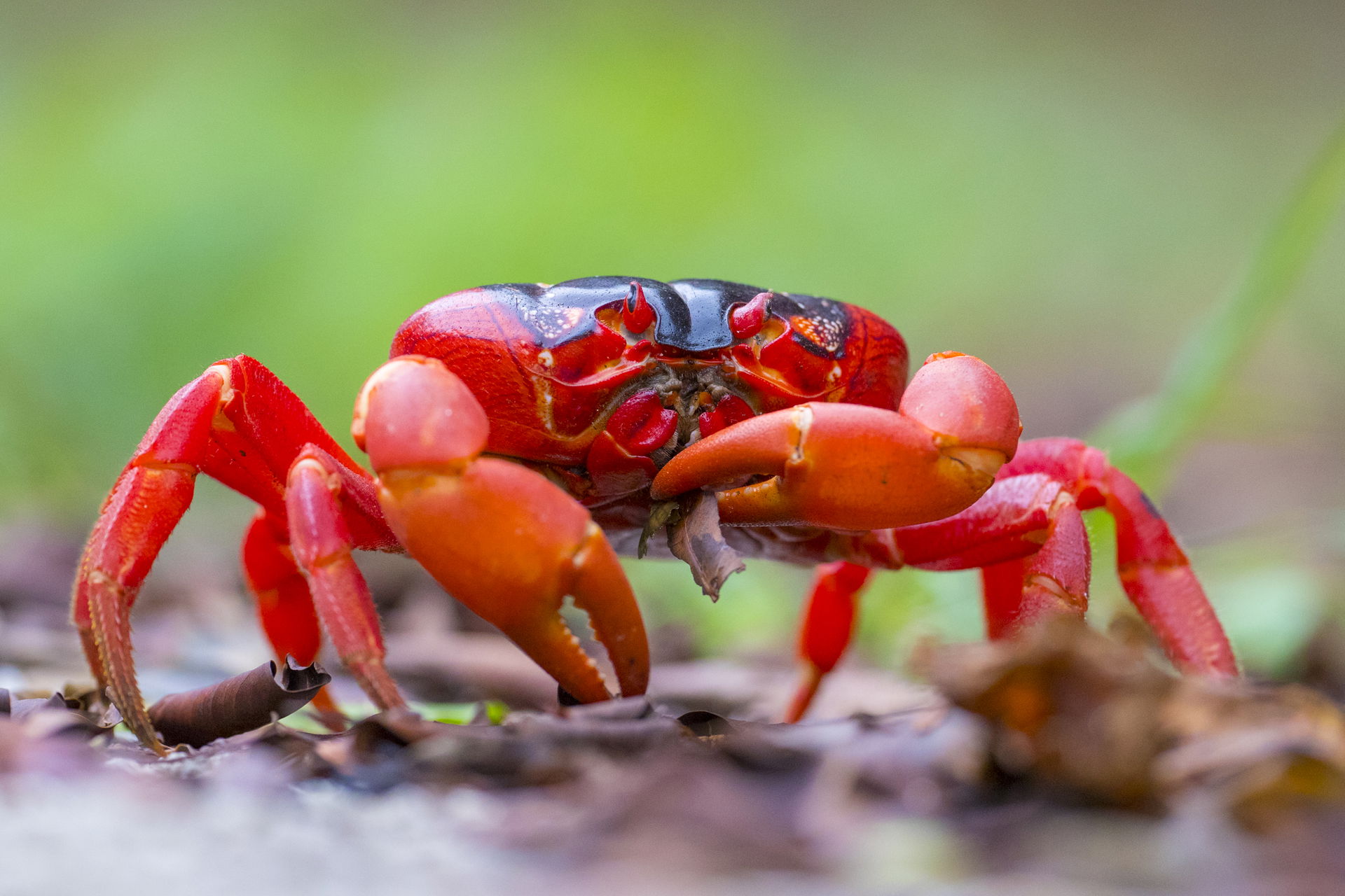 Christmas Island National Park. Christmas Island is home to 40-…