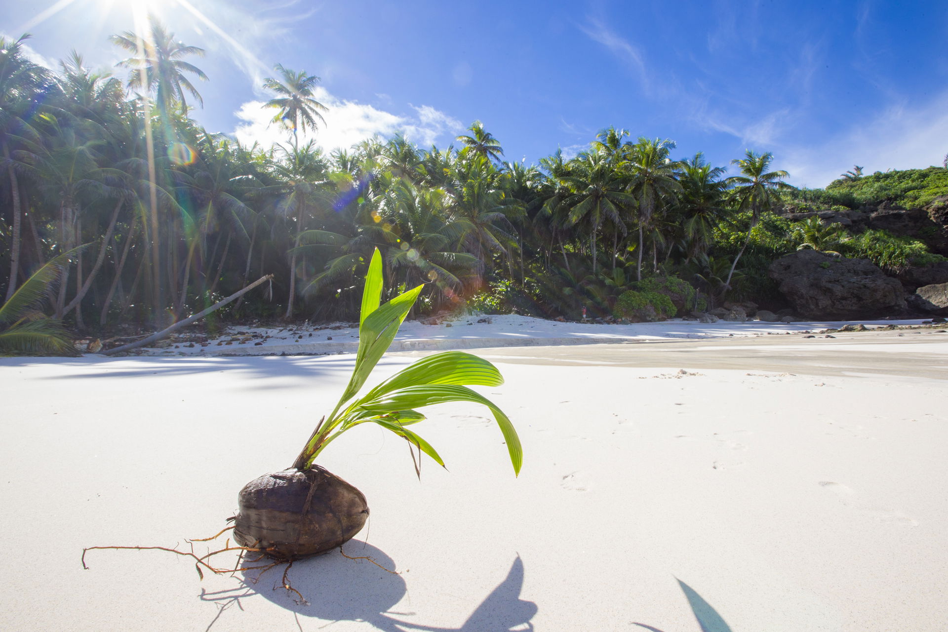 A sprouting coconut washed up on the pristine sands of Dolly Be…