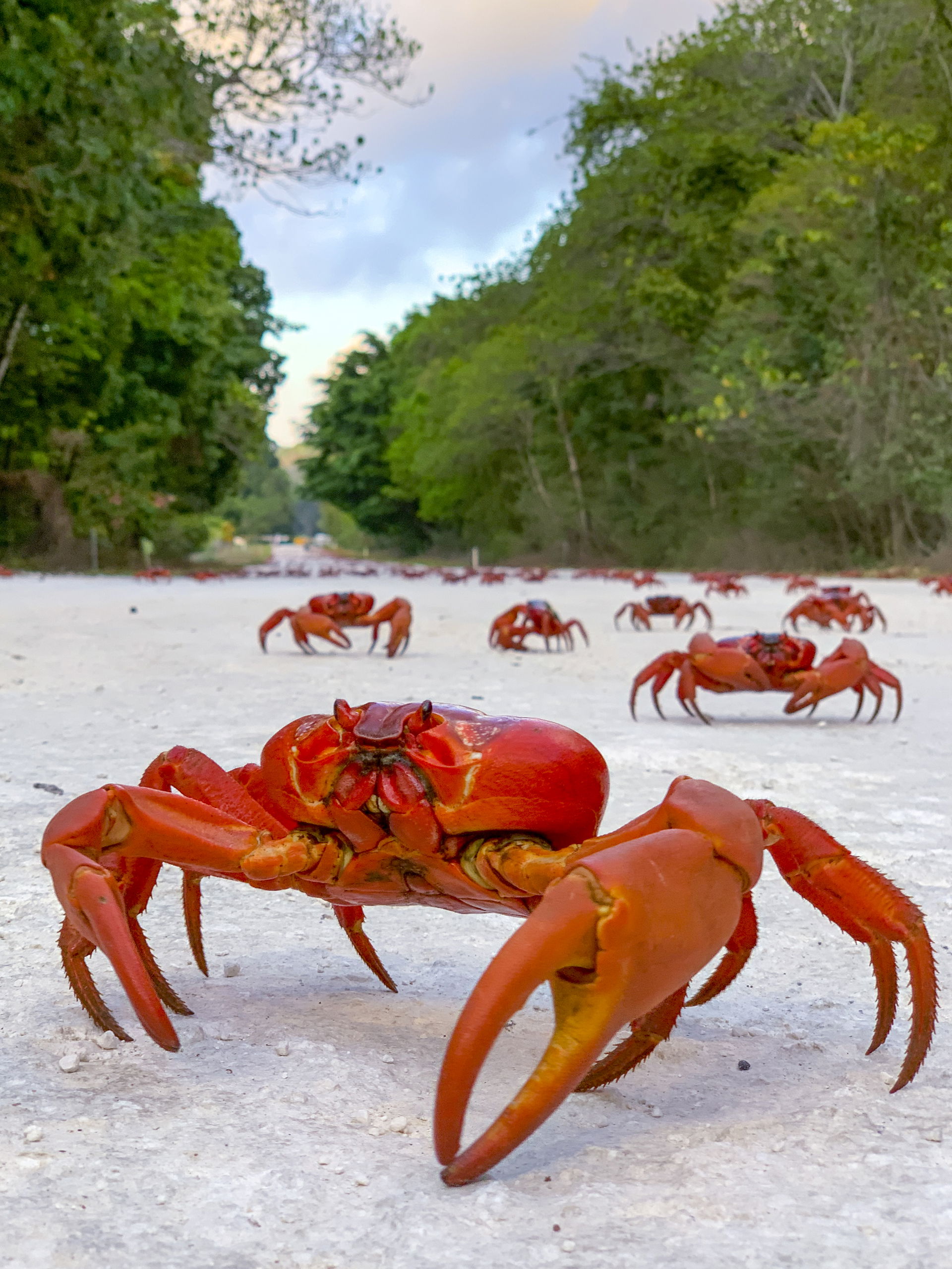 Christmas Island National Park. Christmas Island is home to 40-…