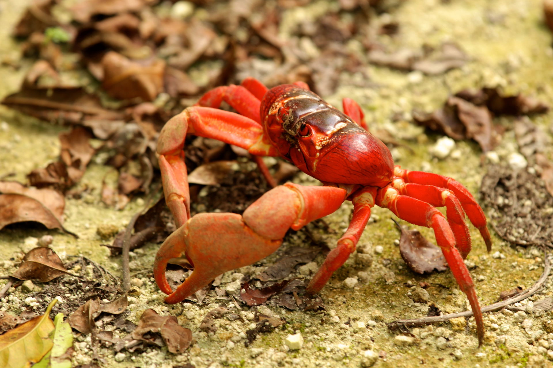 The Christmas Island red crab, Gecarcoidea natalis, is a specie…