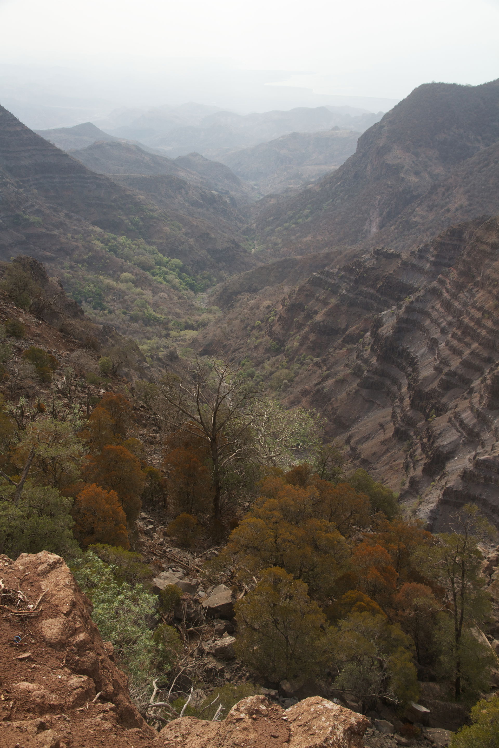 The National Park of Forêt du Day in the Goda Mountains of Djib…