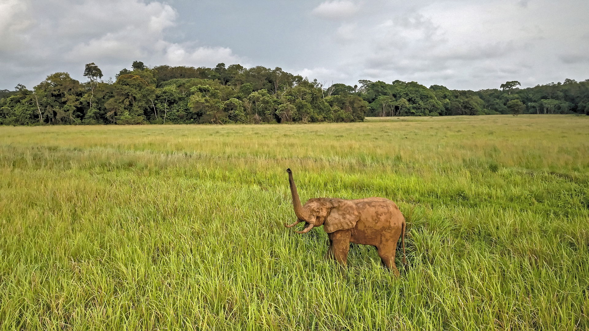 Éléphant dans la savane de Nyonié au Gabon.