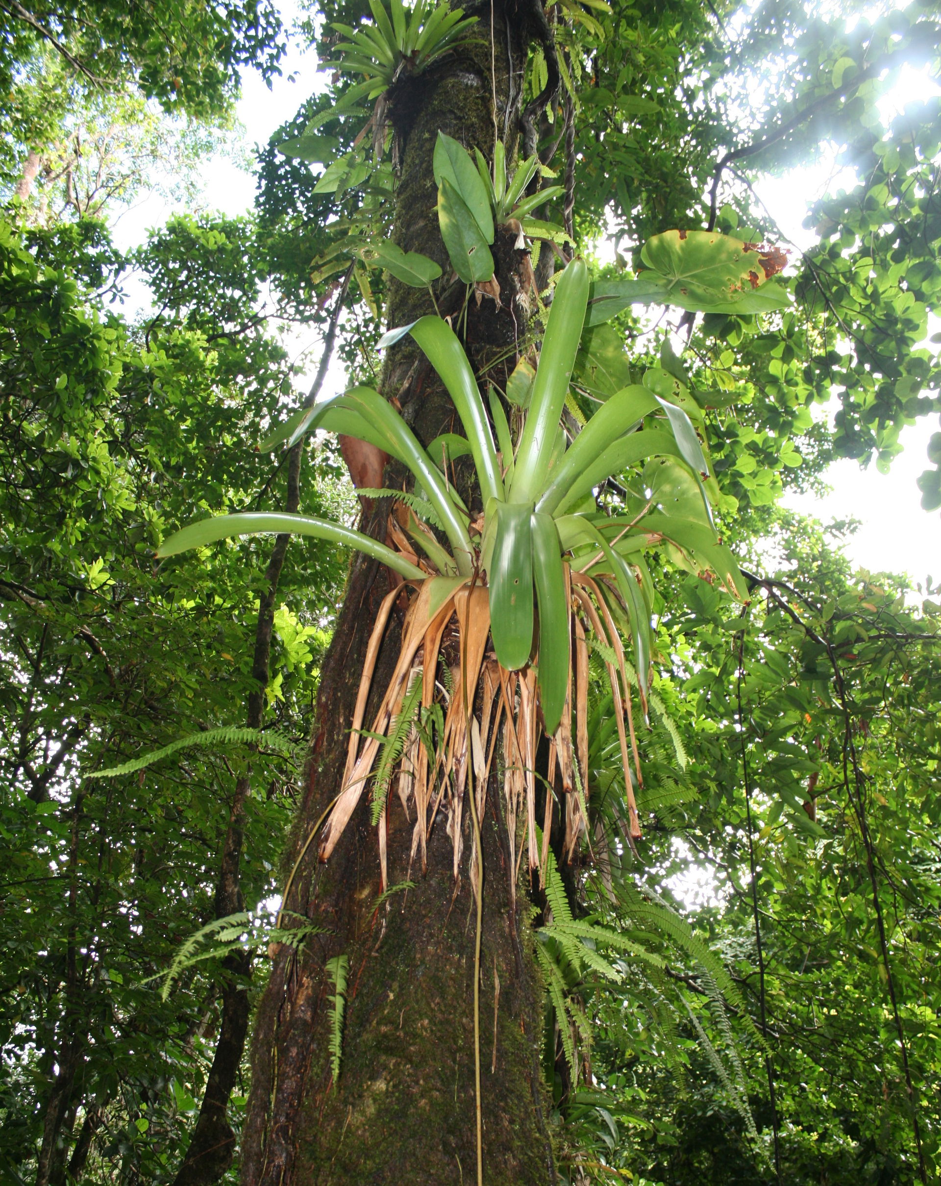 Air plant growing on tree on island of Dominica