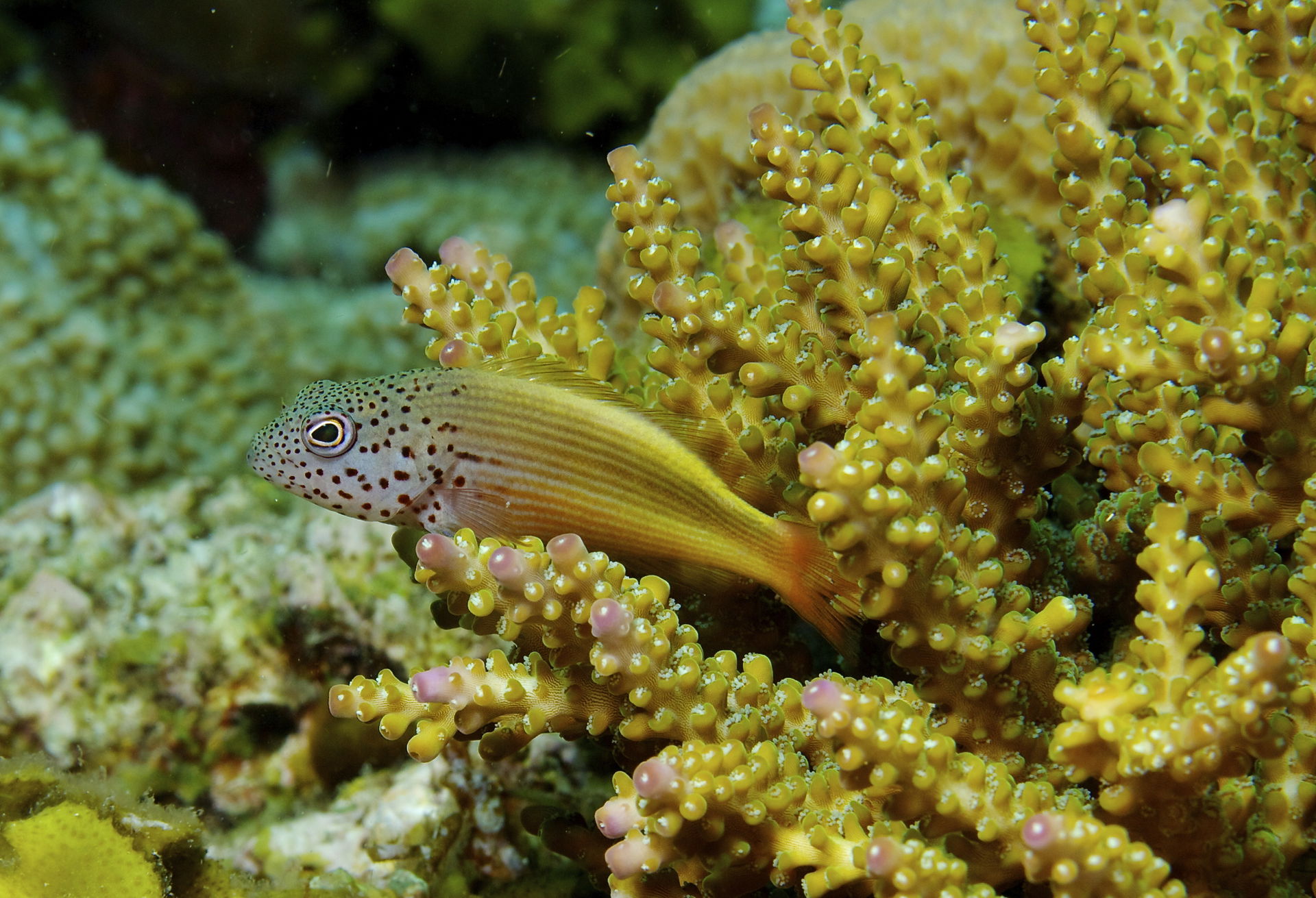 Paracirrhites forsteri Forsters Hawkfish juvenile