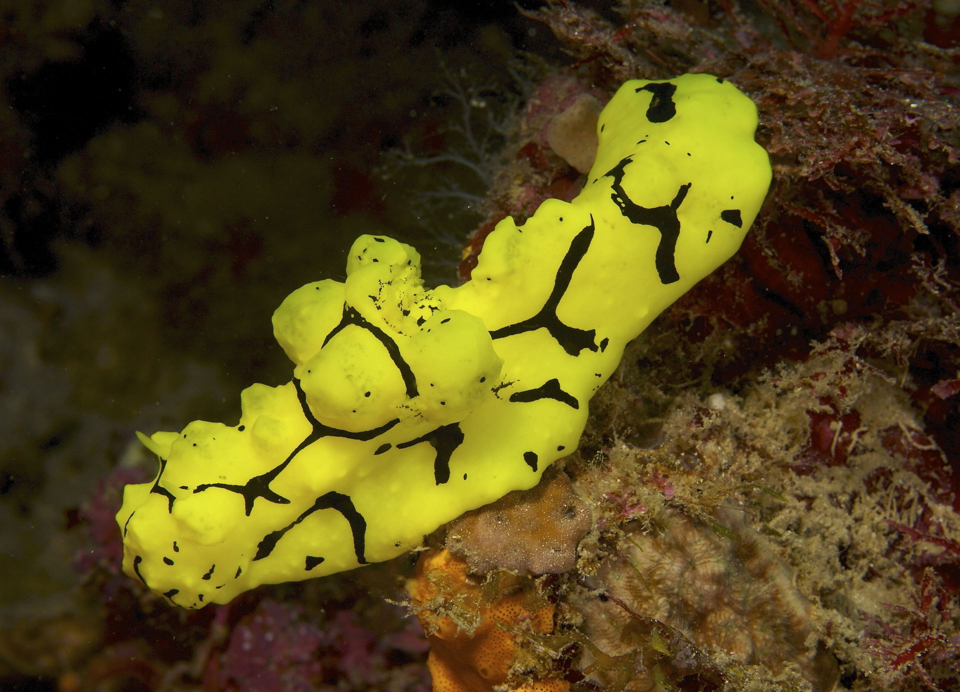 Notodoris gardineri (Eliot, 1906), a species of nudibranch: a s…