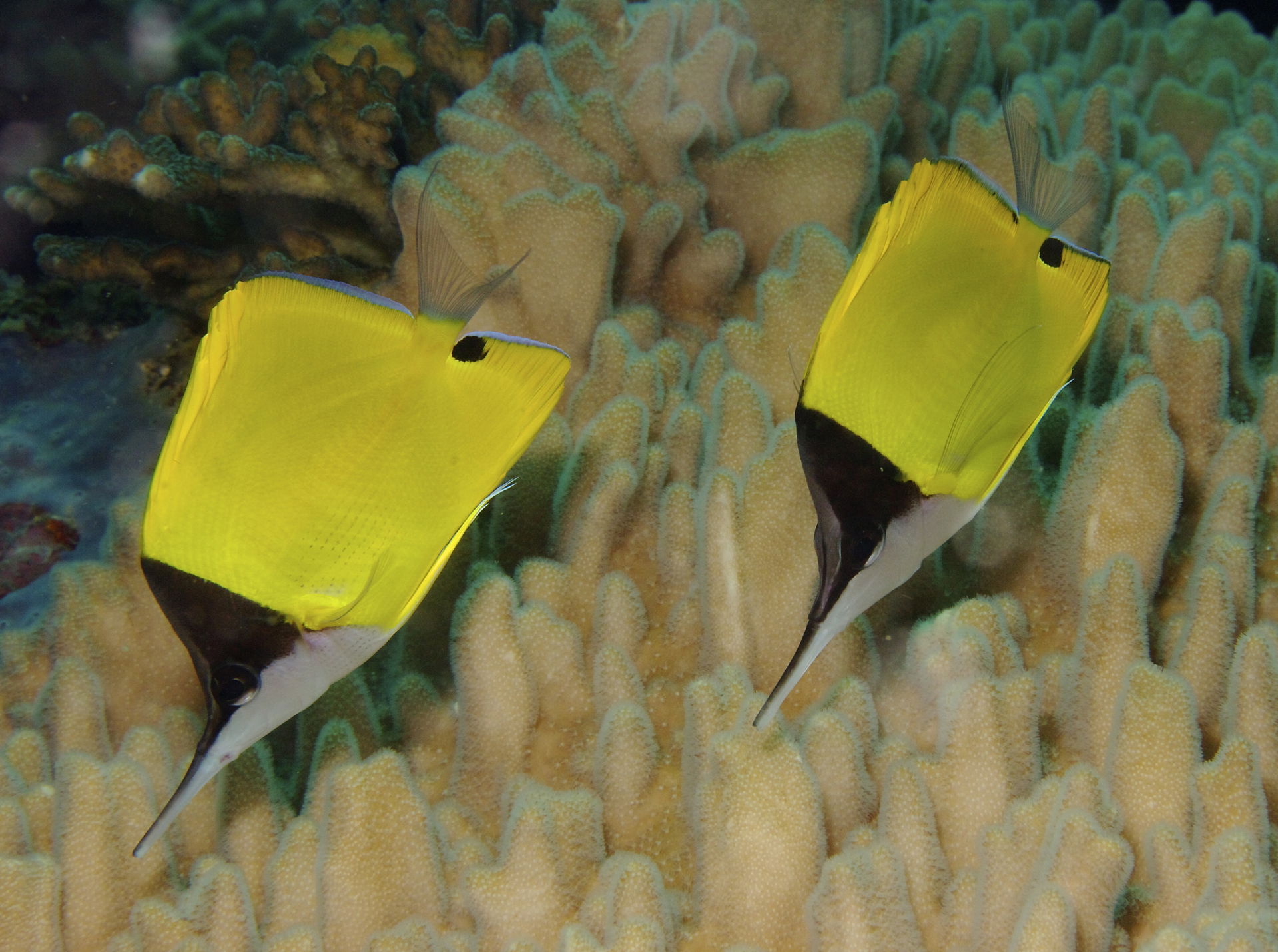 Forcipiger flavissimus Yellow Longnose Butterflyfish