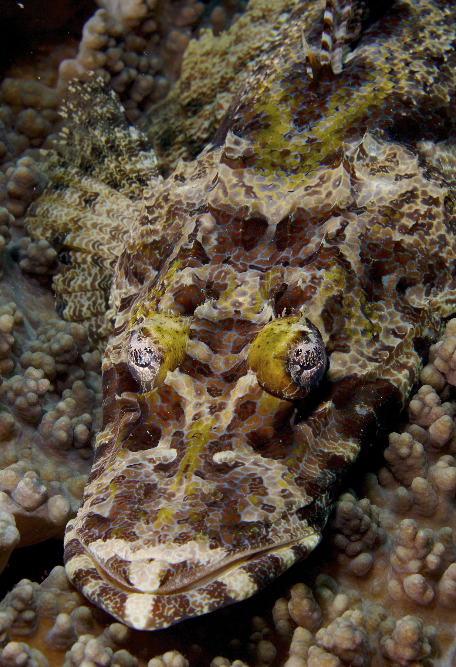 Cymbacephalus beauforti Crocodilefish
